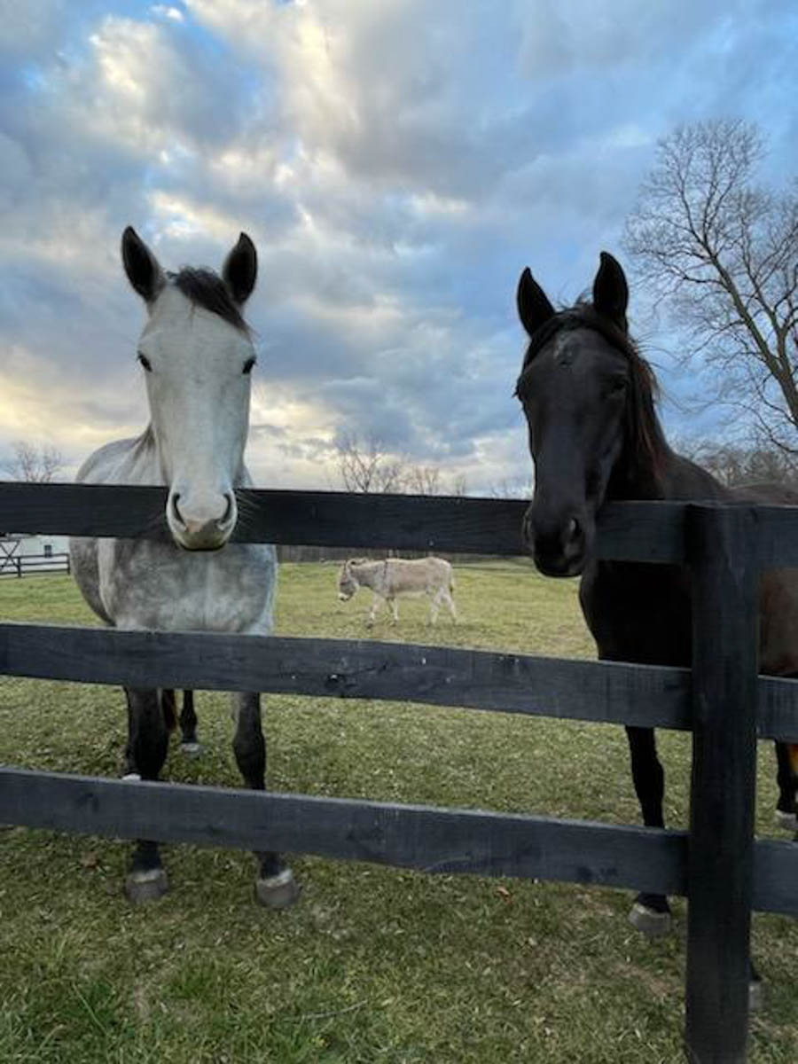 Clifton Farm property picture 100 of 103