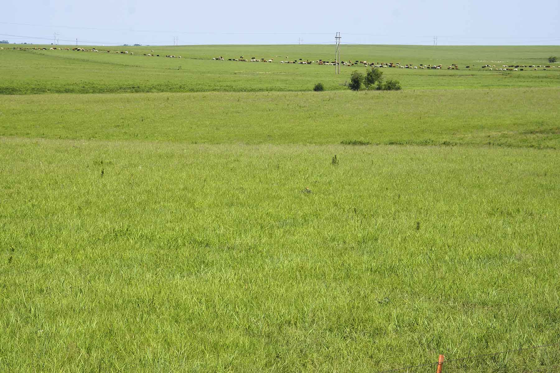 Wilson Ranch property picture 15 of 47