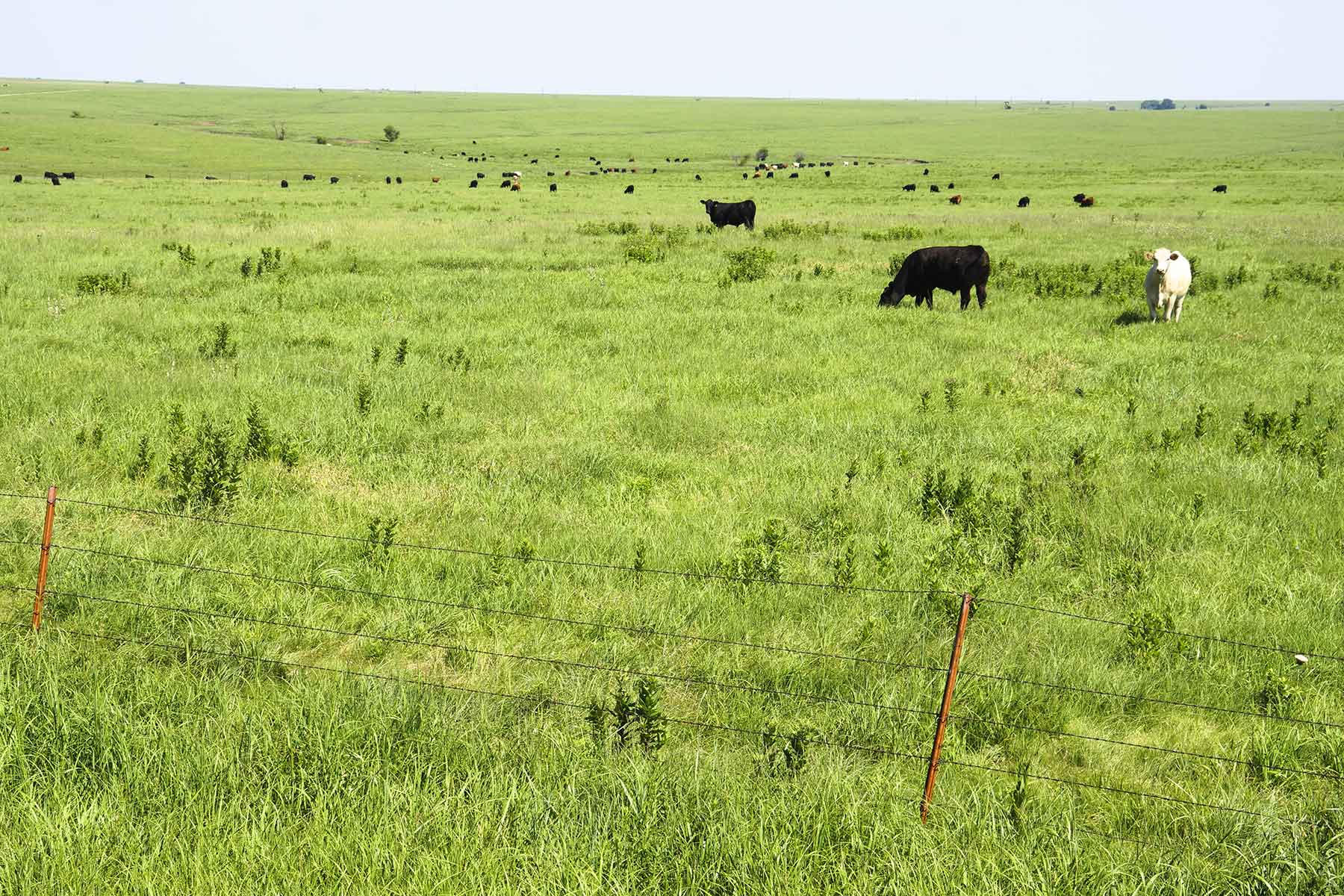 Wilson Ranch property picture 11 of 47