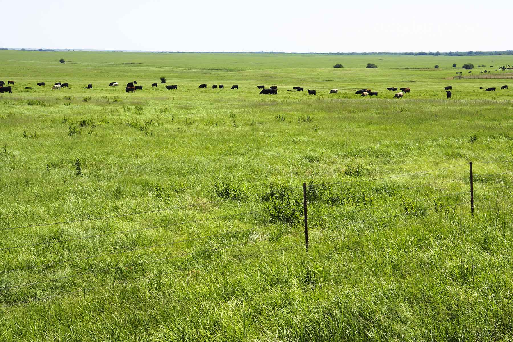 Wilson Ranch property picture 10 of 47