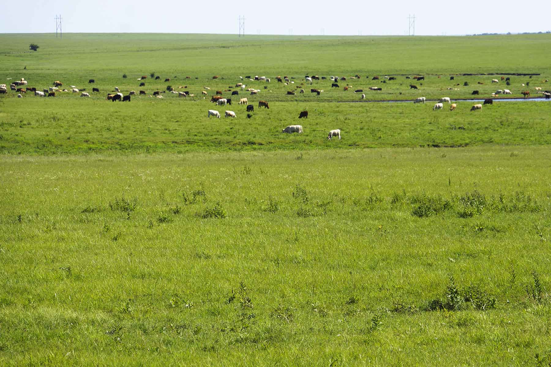 Wilson Ranch property picture 5 of 47