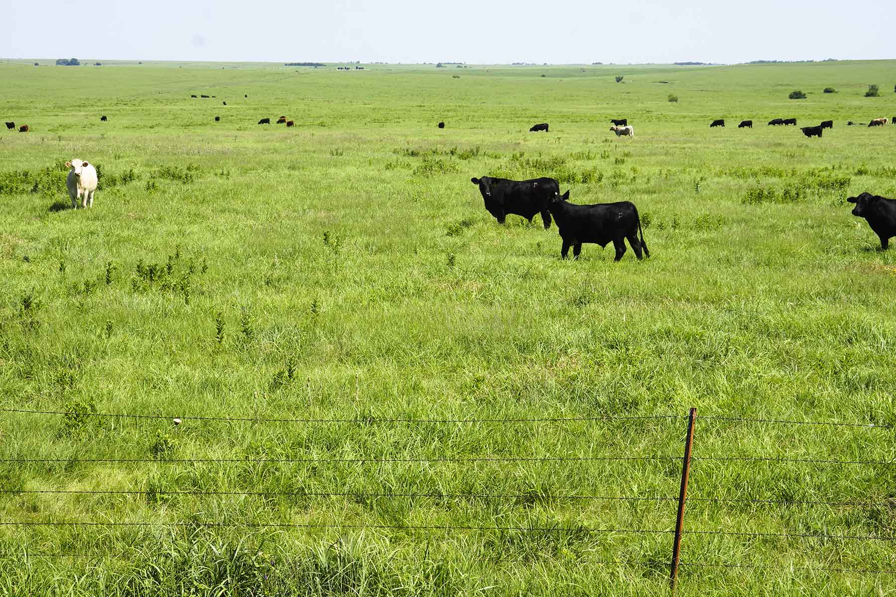 Wilson Ranch property picture 31 of 47