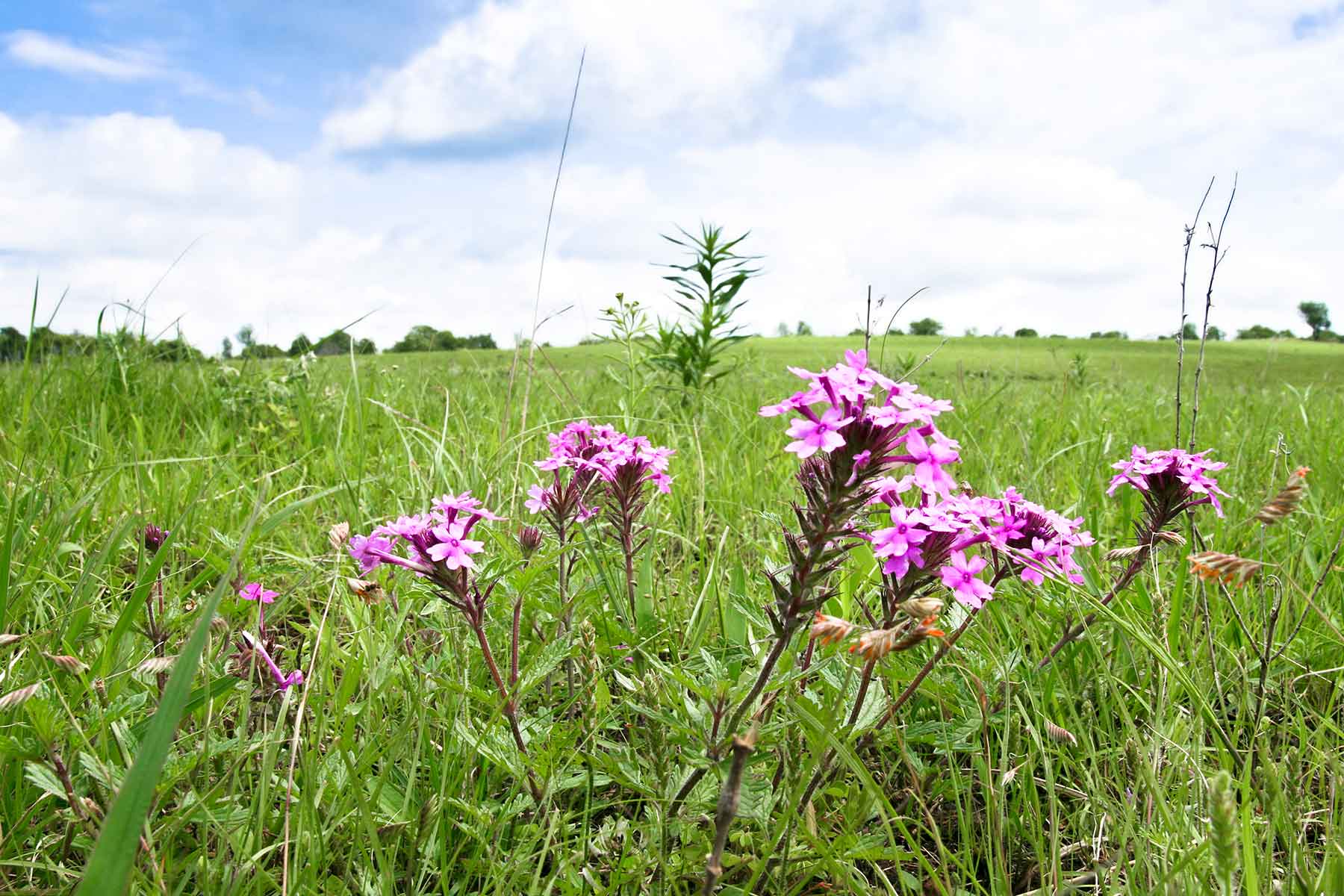 Diamond Bar D Ranch property picture 8 of 10