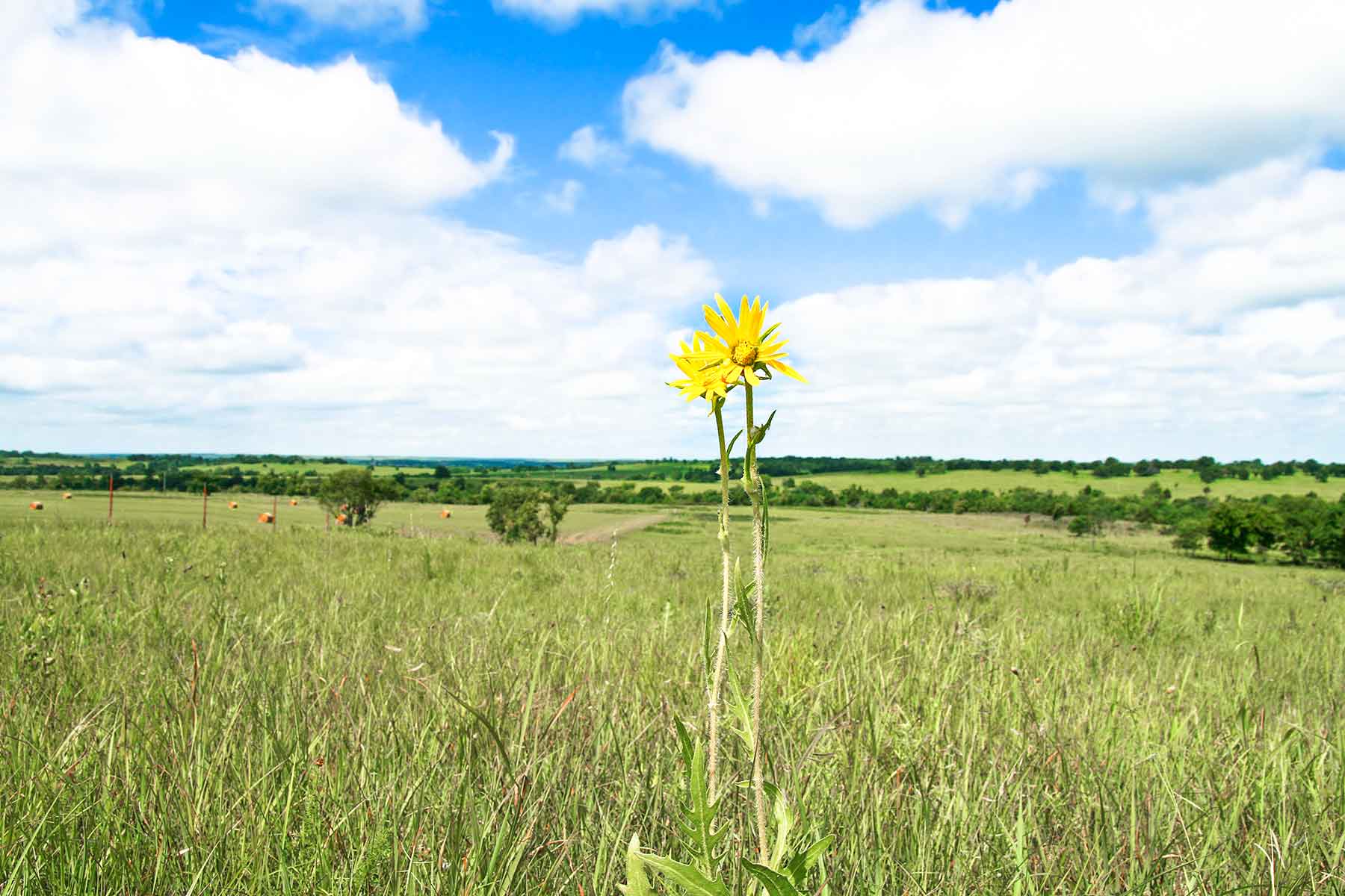 Diamond Bar D Ranch property picture 5 of 10