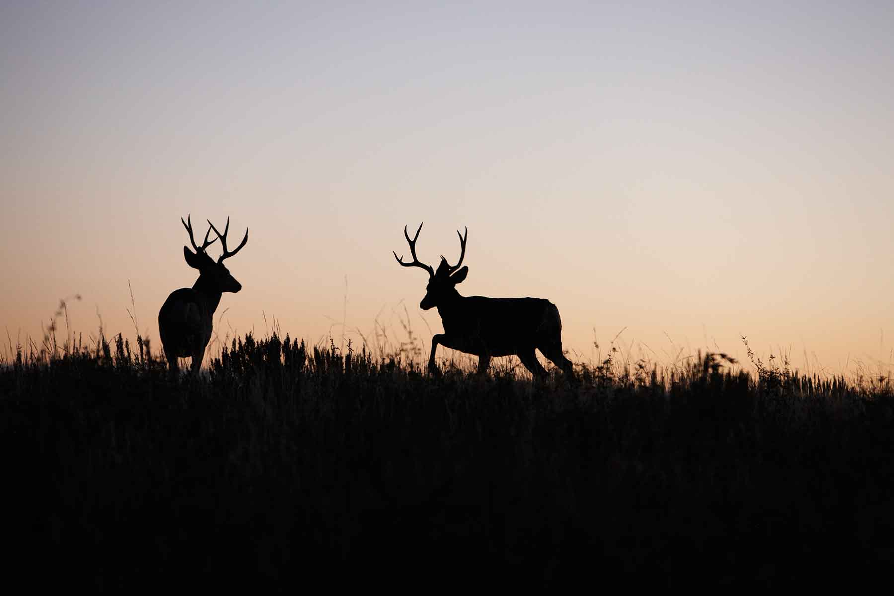 Kessler Canyon property picture 18 of 107