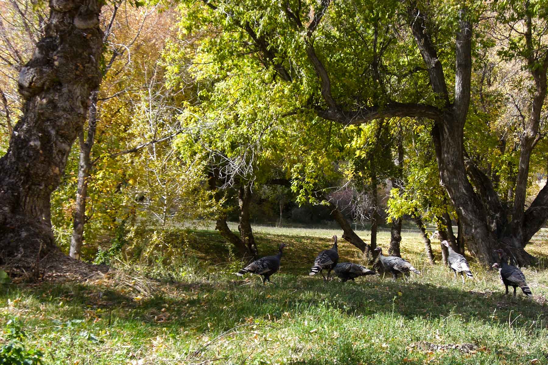 Kessler Canyon property picture 32 of 107