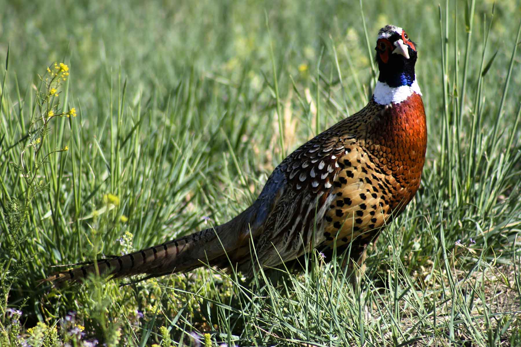 Kessler Canyon property picture 85 of 107