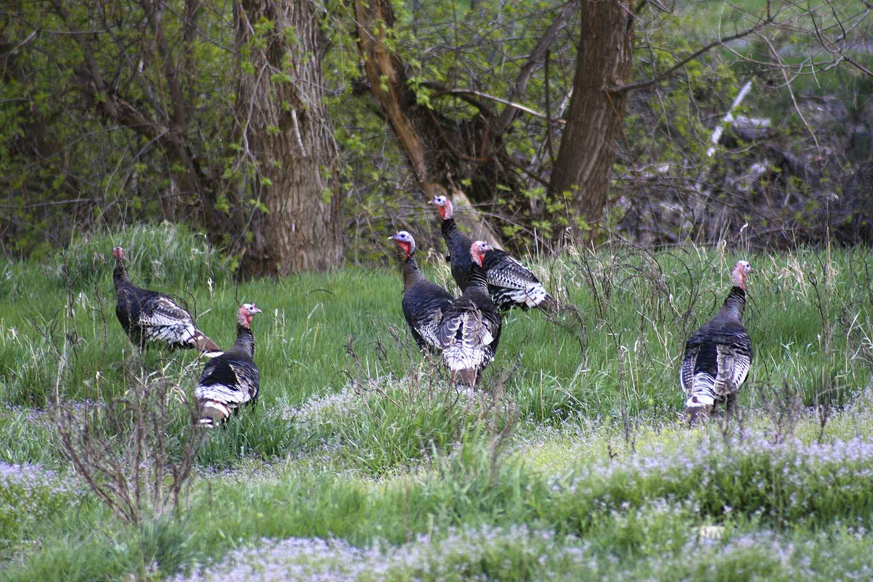 Kessler Canyon property picture 88 of 107
