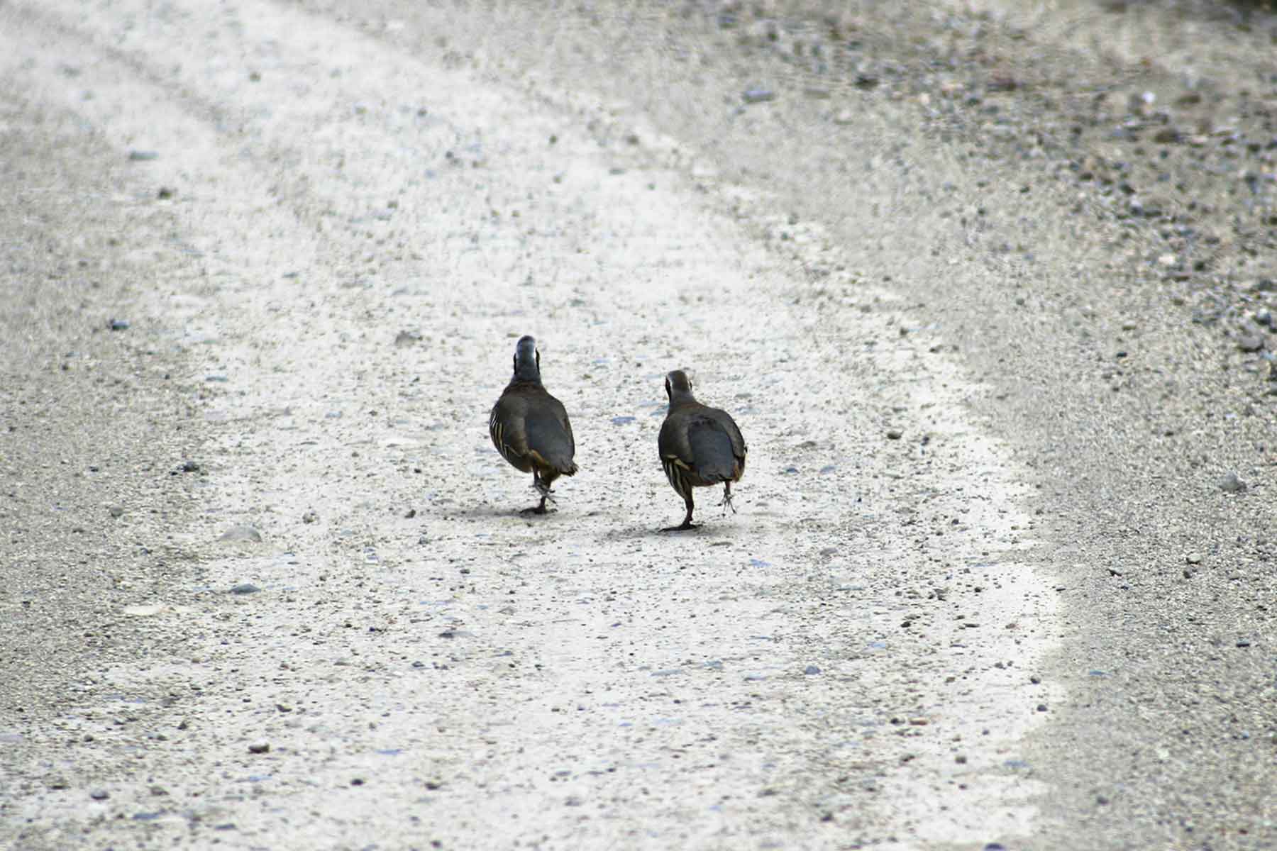 Kessler Canyon property picture 67 of 107