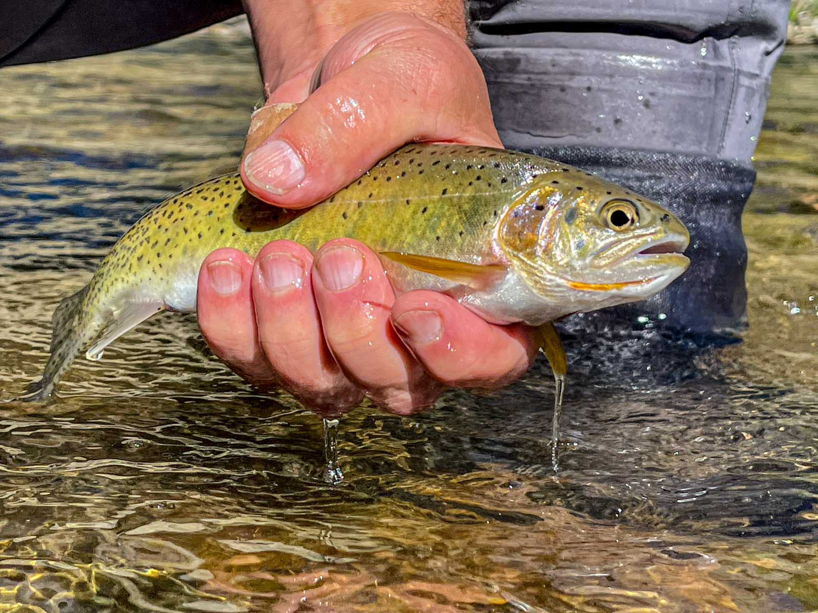 Twisted Fork at Rock Creek property picture 10 of 77