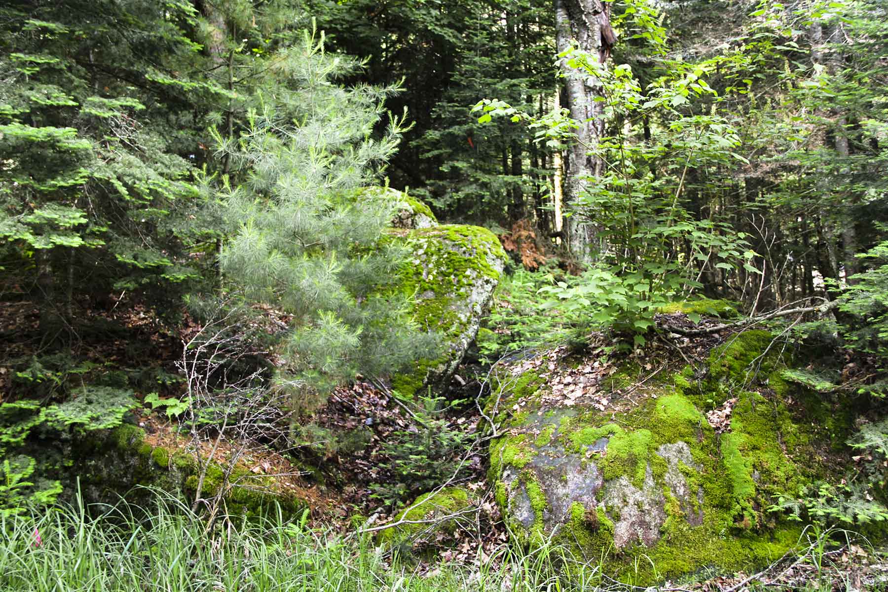 Eaglewatch property picture 51 of 52