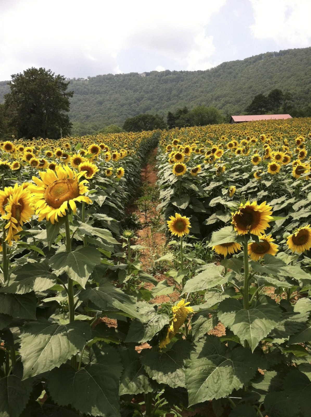 Back Valley Farm property picture 7 of 30