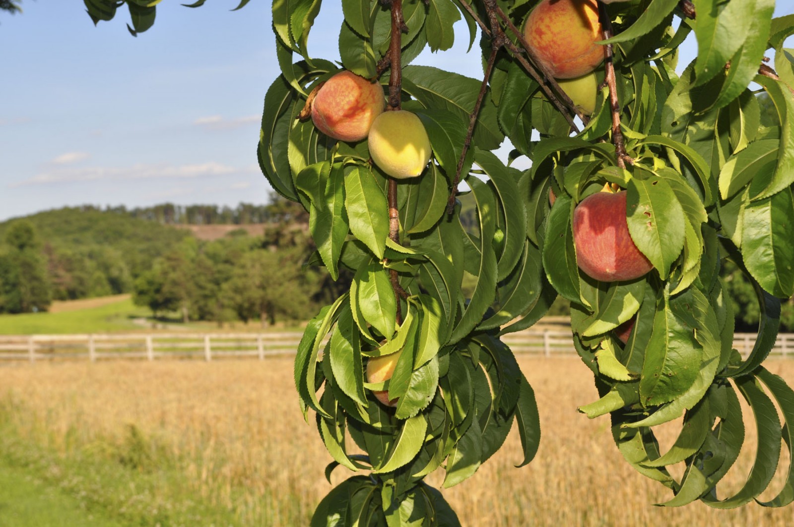 Back Valley Farm property picture 23 of 30