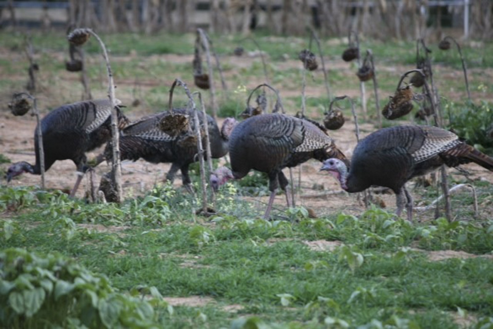 Back Valley Farm property picture 27 of 30