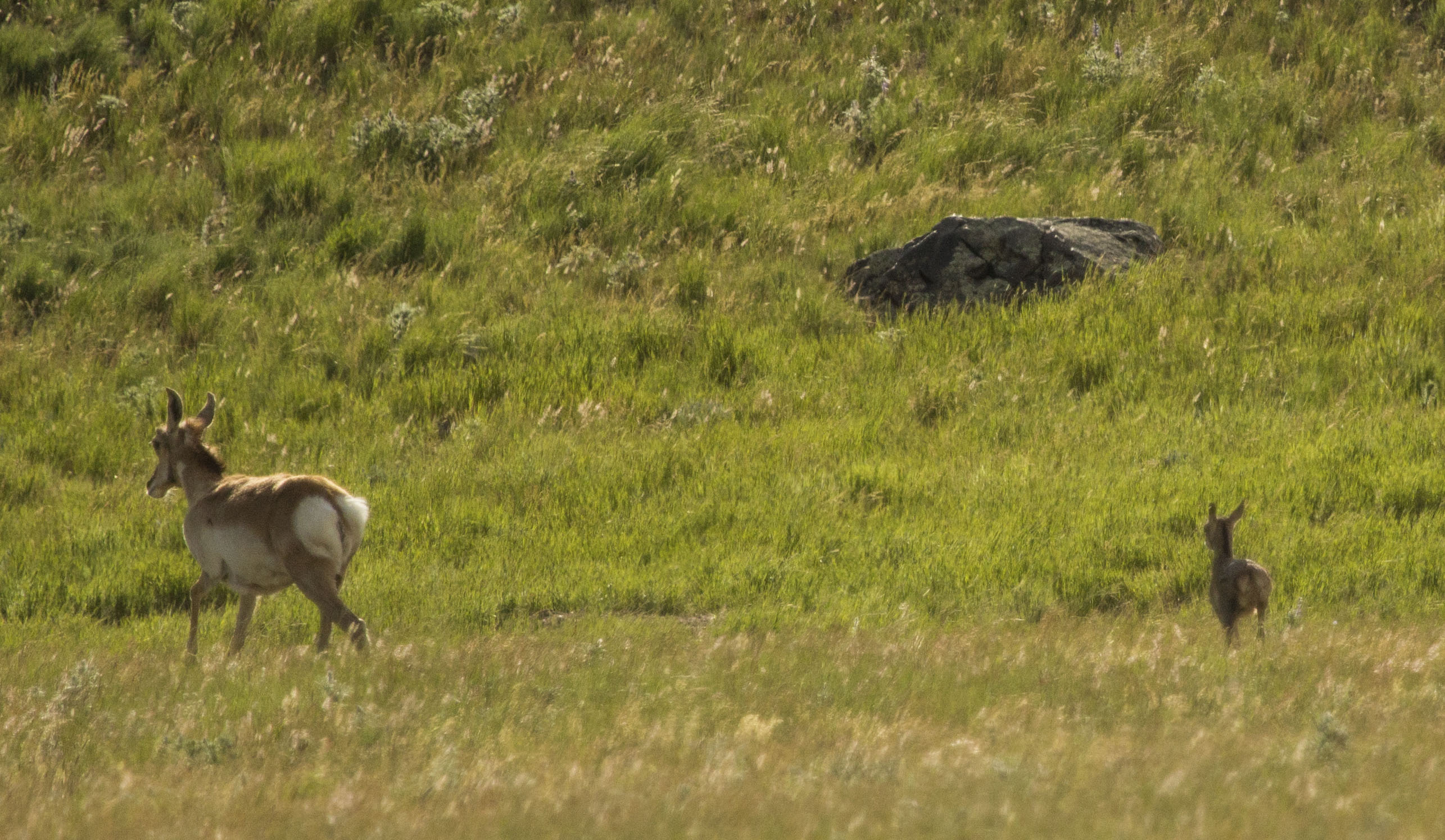 Sphinx Mountain Ranch property picture 81 of 92
