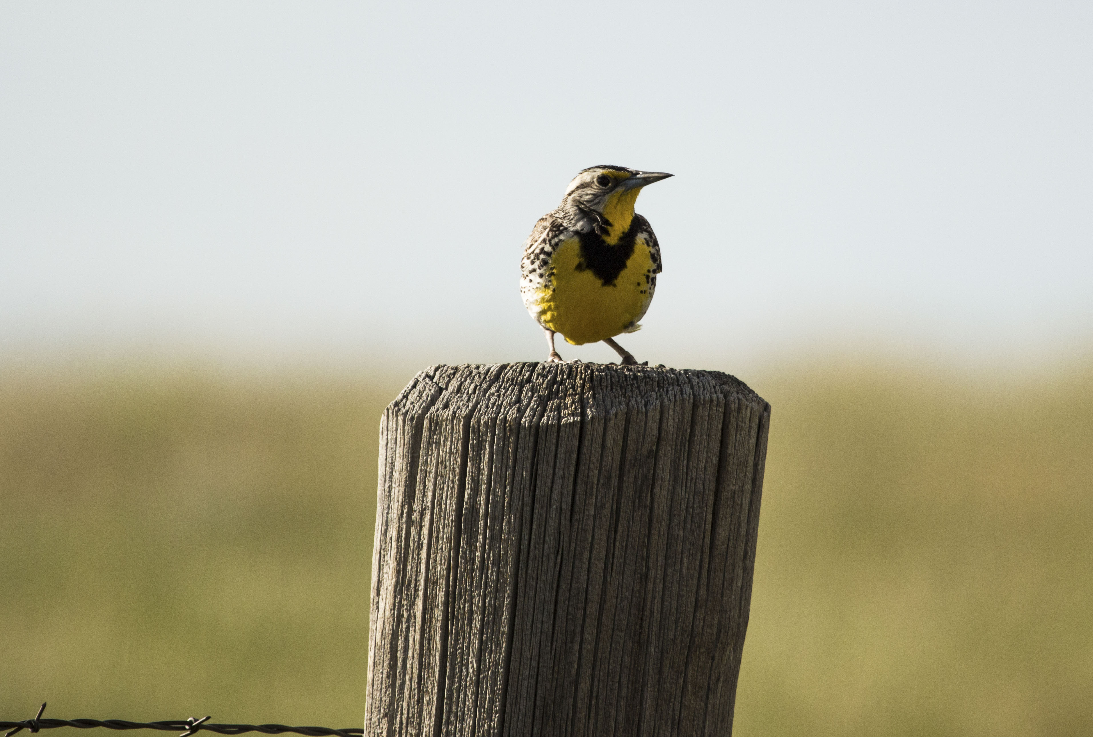 Sphinx Mountain Ranch property picture 80 of 92