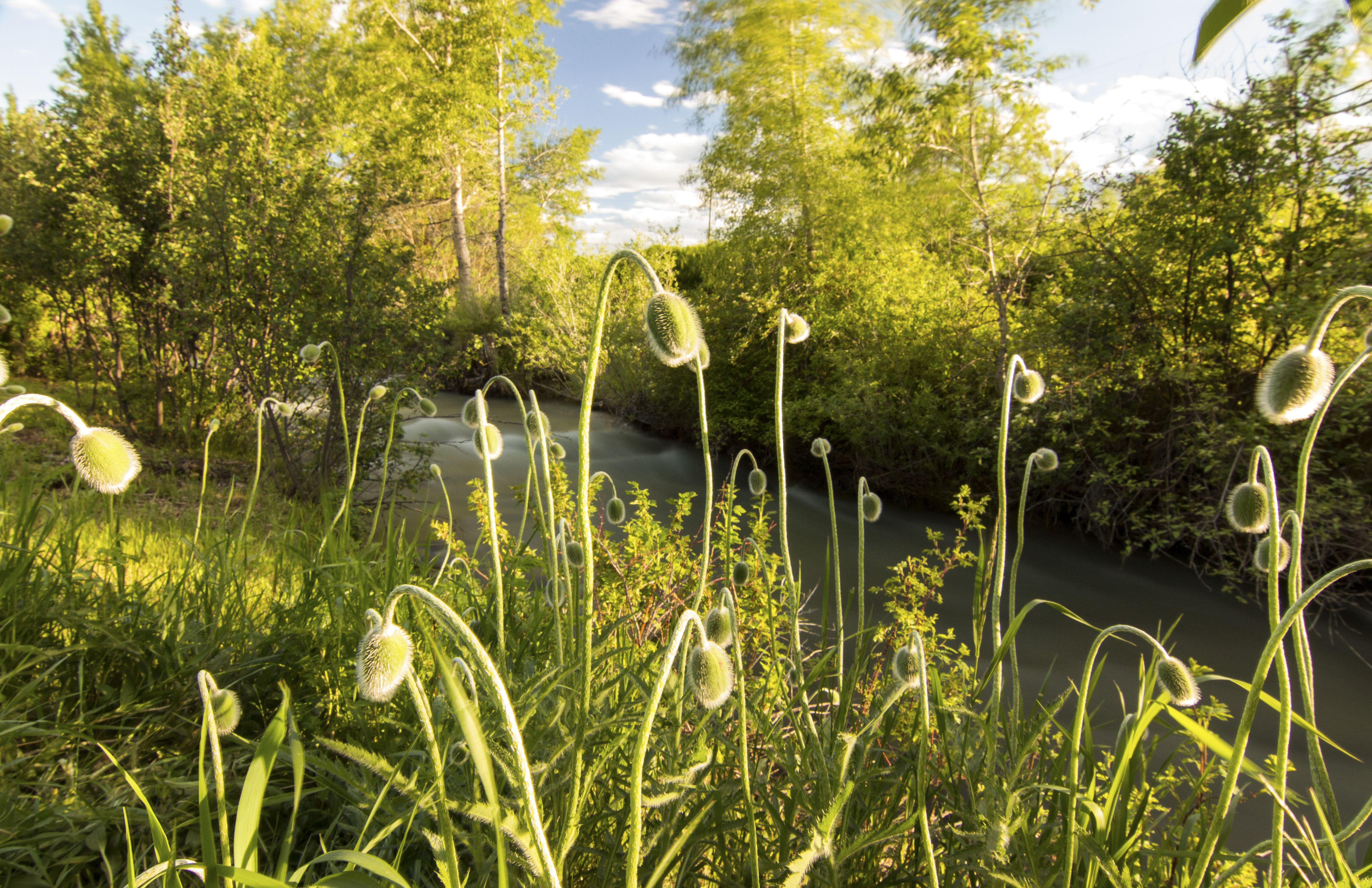 Sphinx Mountain Ranch property picture 62 of 92