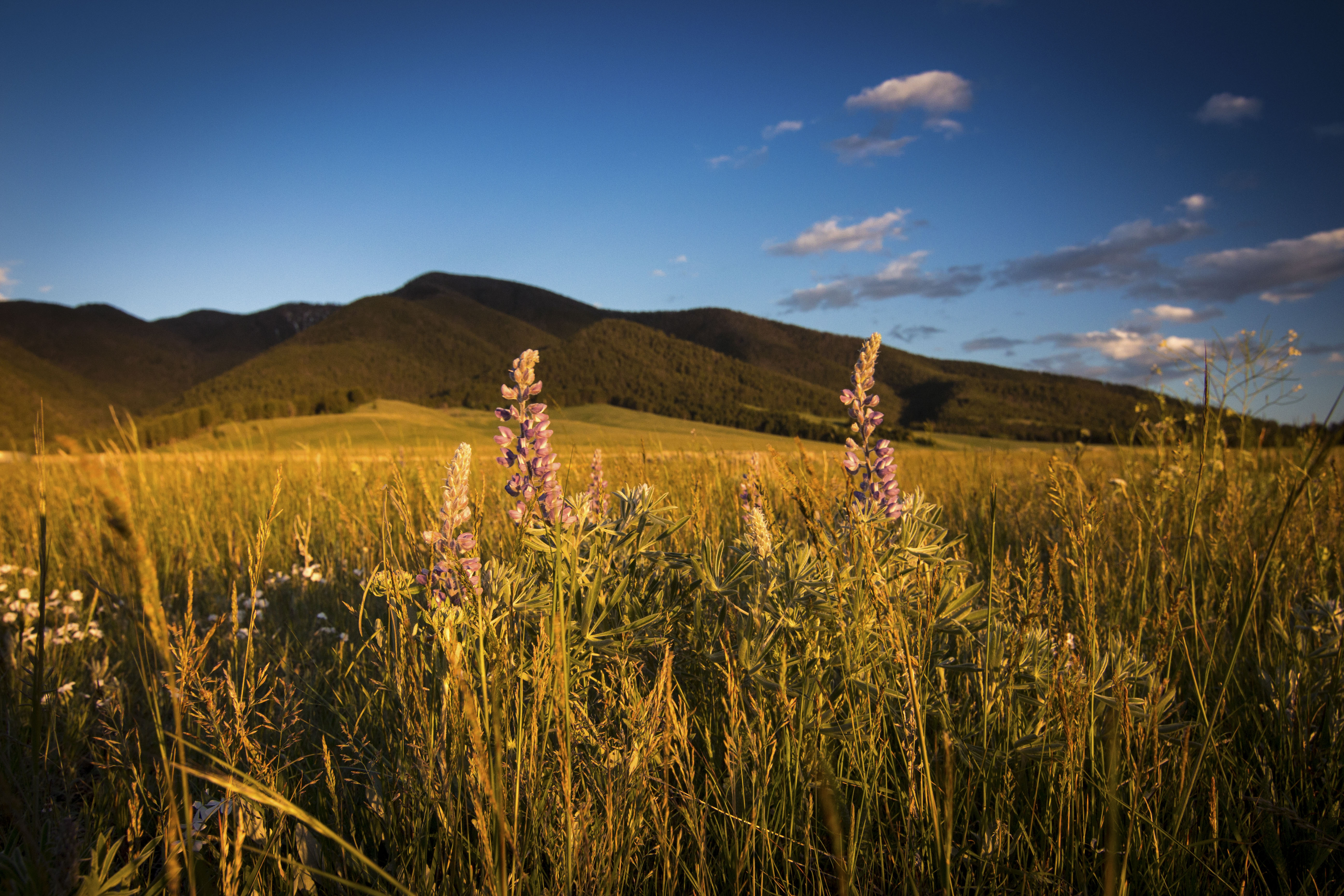 Sphinx Mountain Ranch property picture 45 of 92
