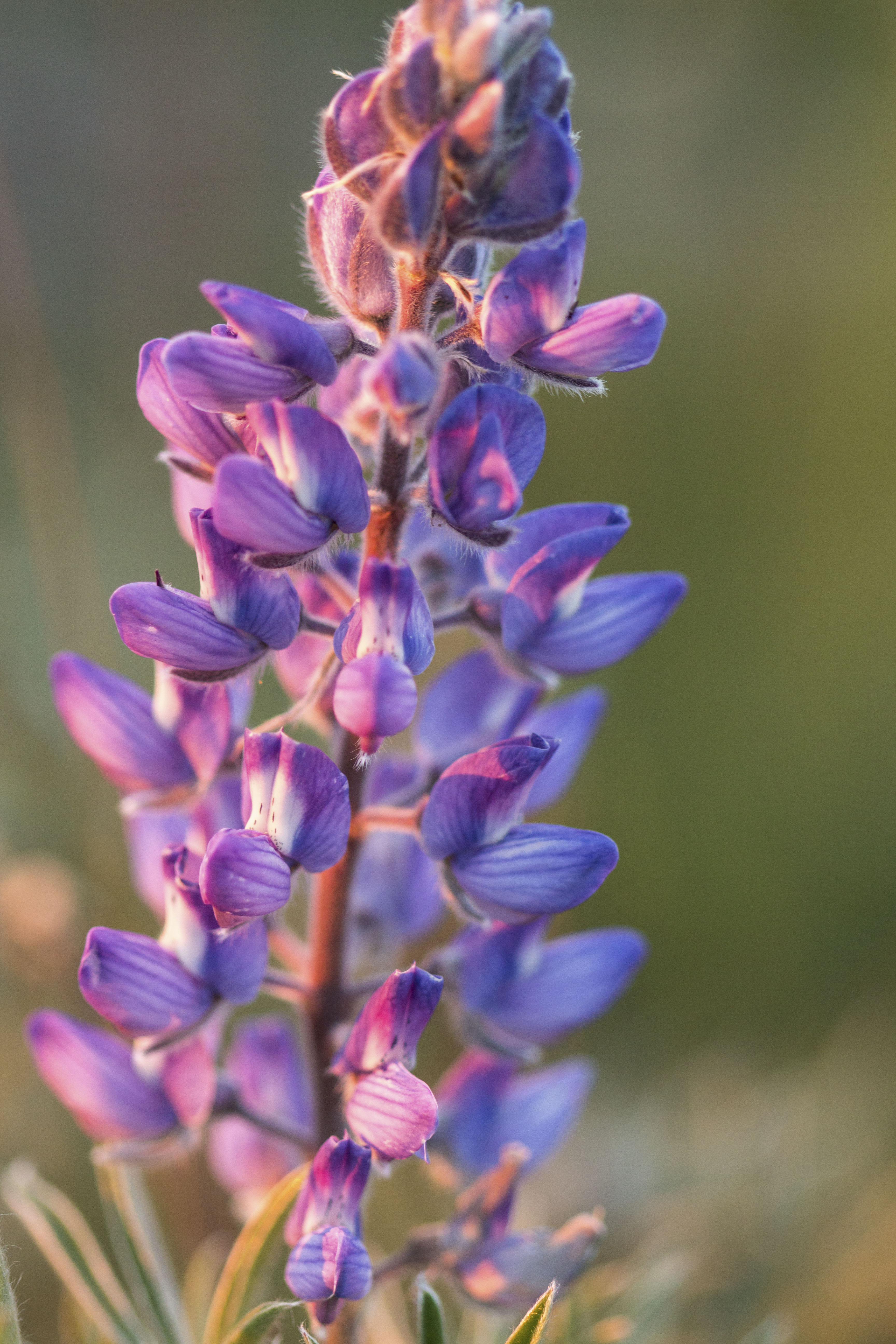 Sphinx Mountain Ranch property picture 37 of 92