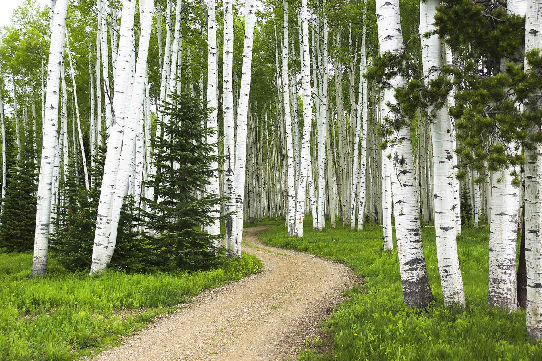 Snowy Mountain Ranch property picture 10 of 91