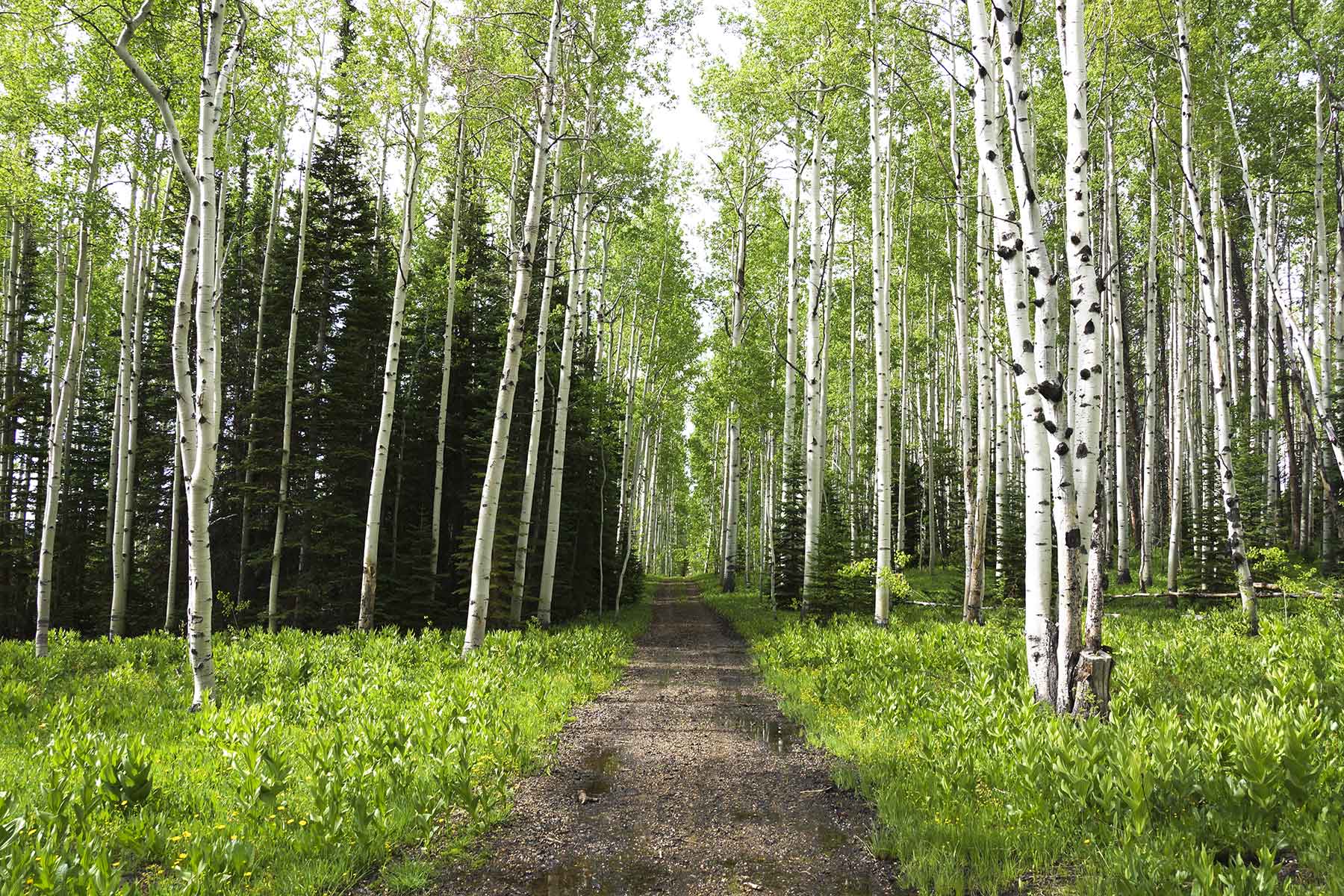 Snowy Mountain Ranch property picture 29 of 91