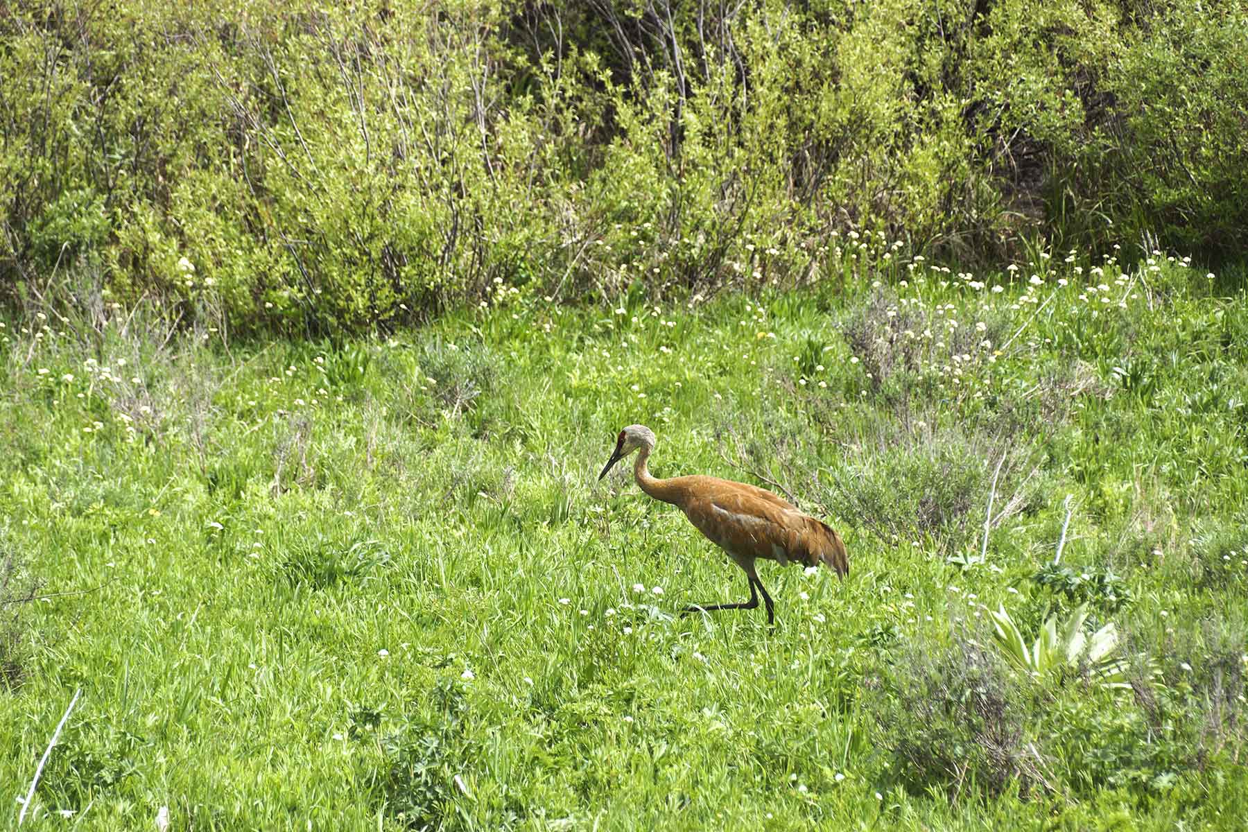 Snowy Mountain Ranch property picture 34 of 91