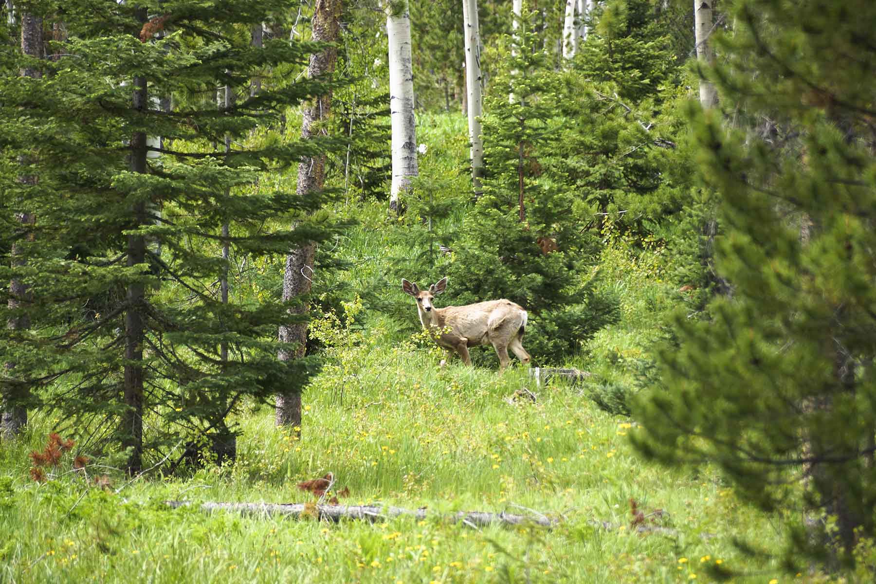 Snowy Mountain Ranch property picture 85 of 91