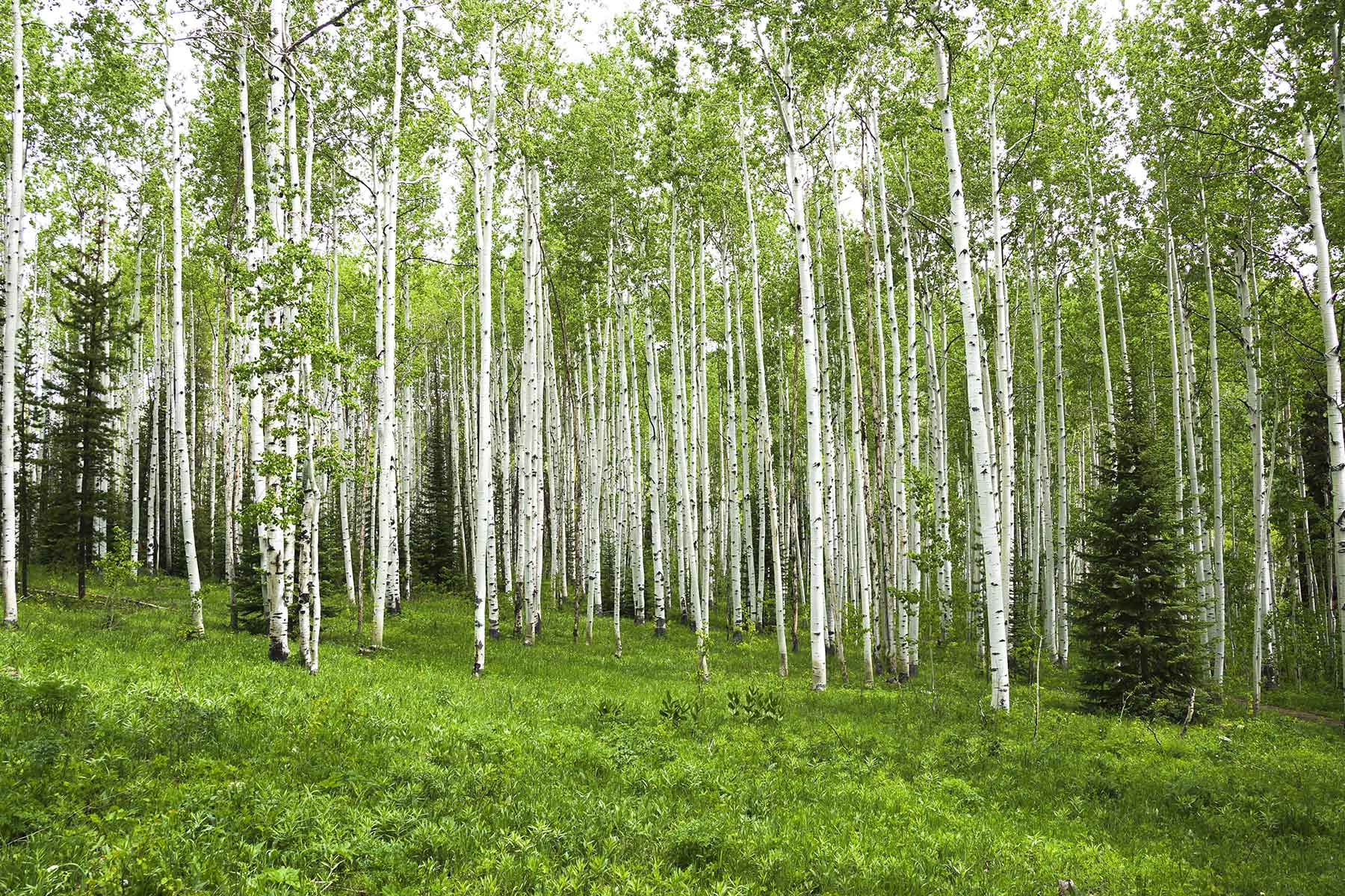 Snowy Mountain Ranch property picture 37 of 91