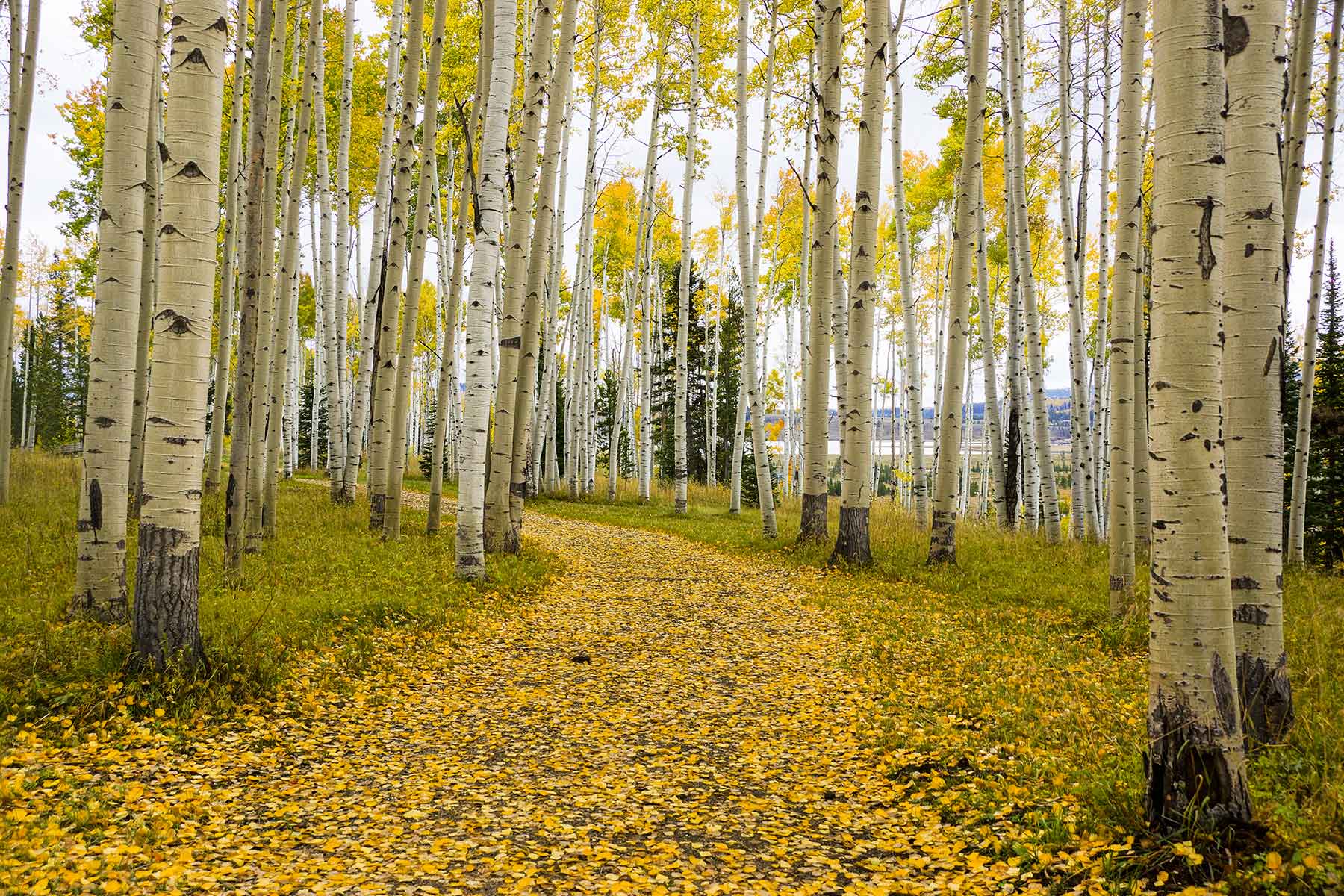 Snowy Mountain Ranch property picture 32 of 91