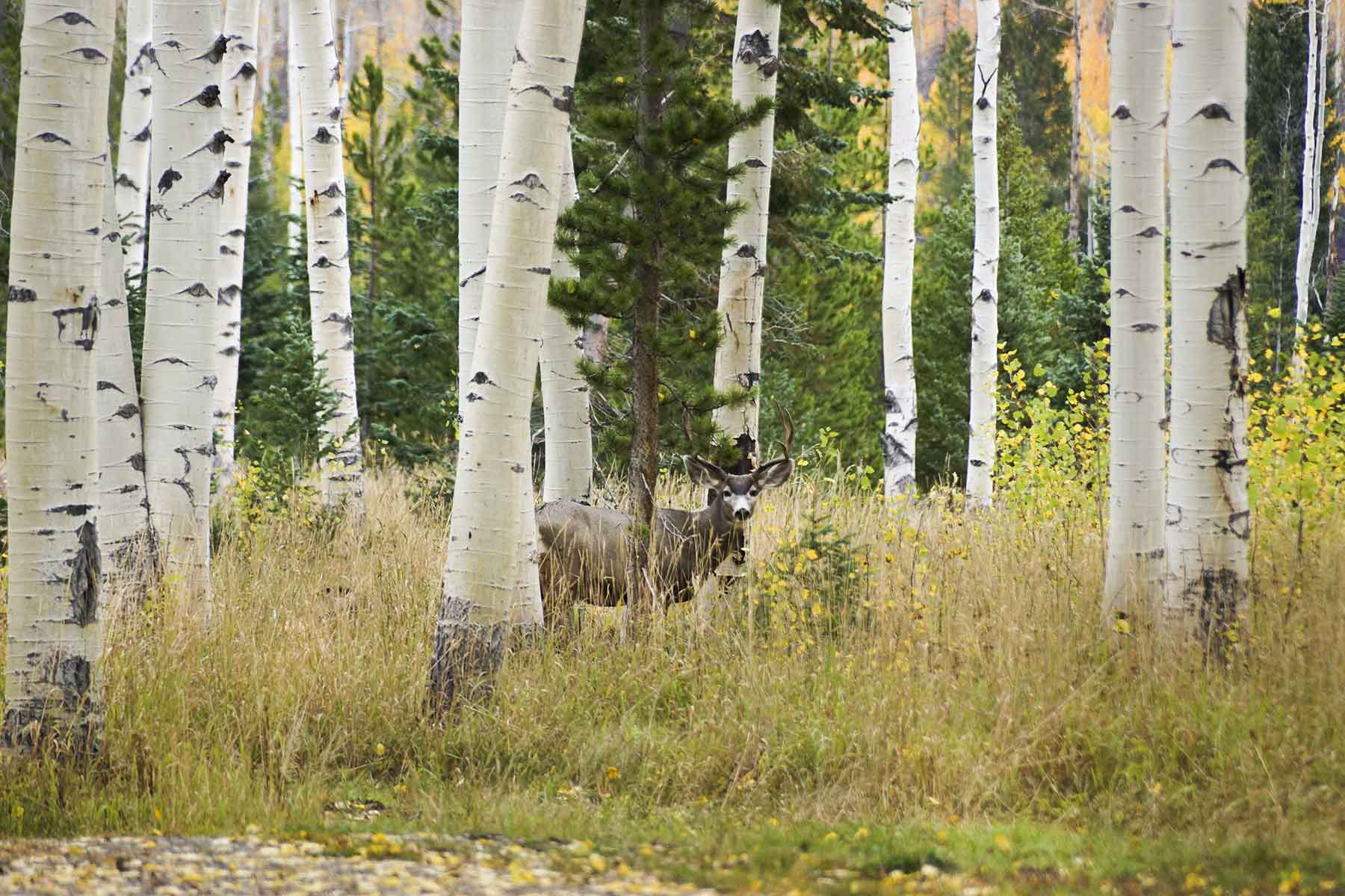 Snowy Mountain Ranch property picture 39 of 91
