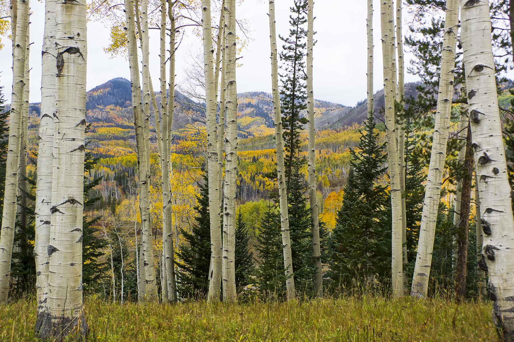 Snowy Mountain Ranch property picture 50 of 91