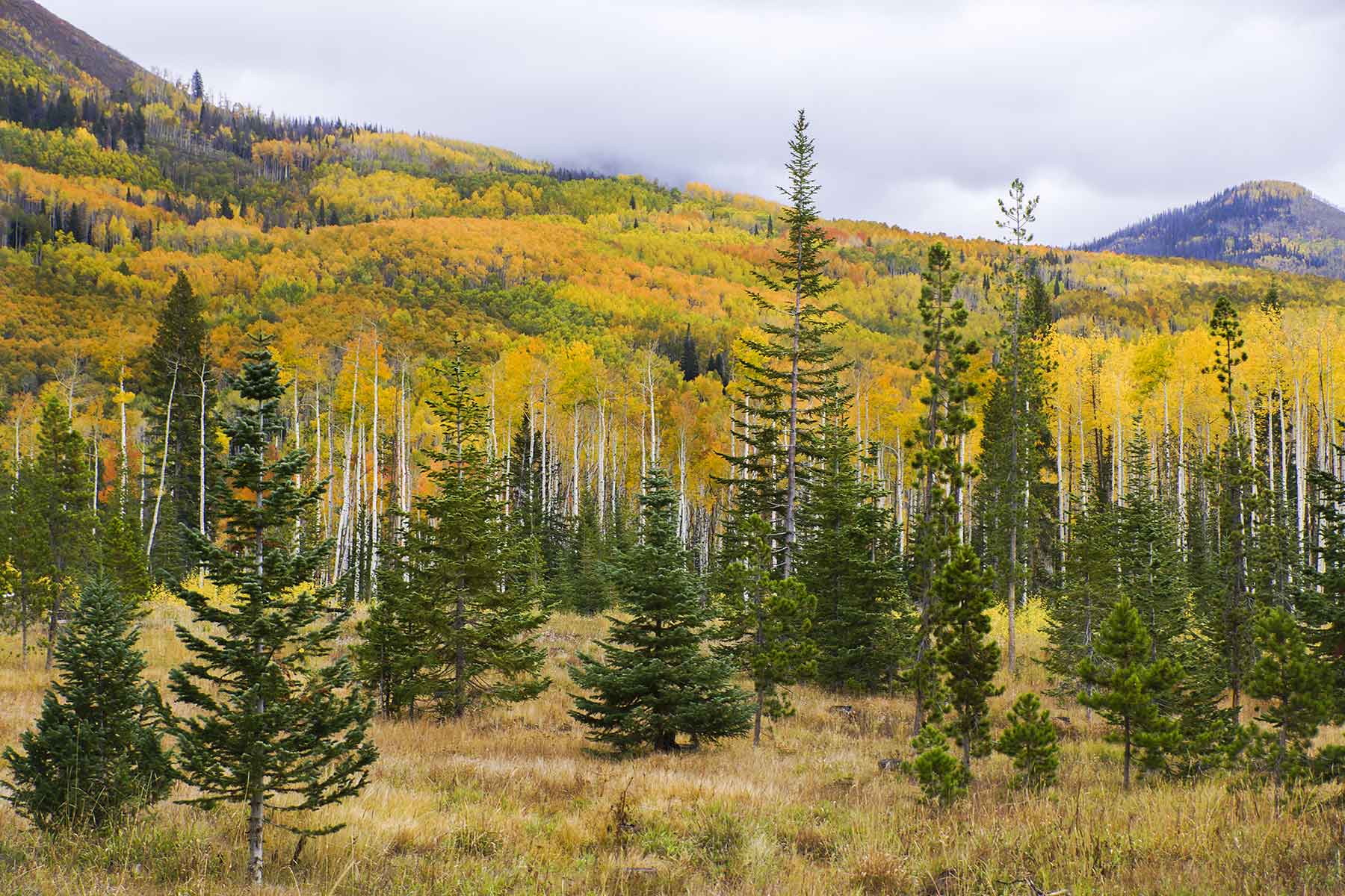 Snowy Mountain Ranch property picture 36 of 91