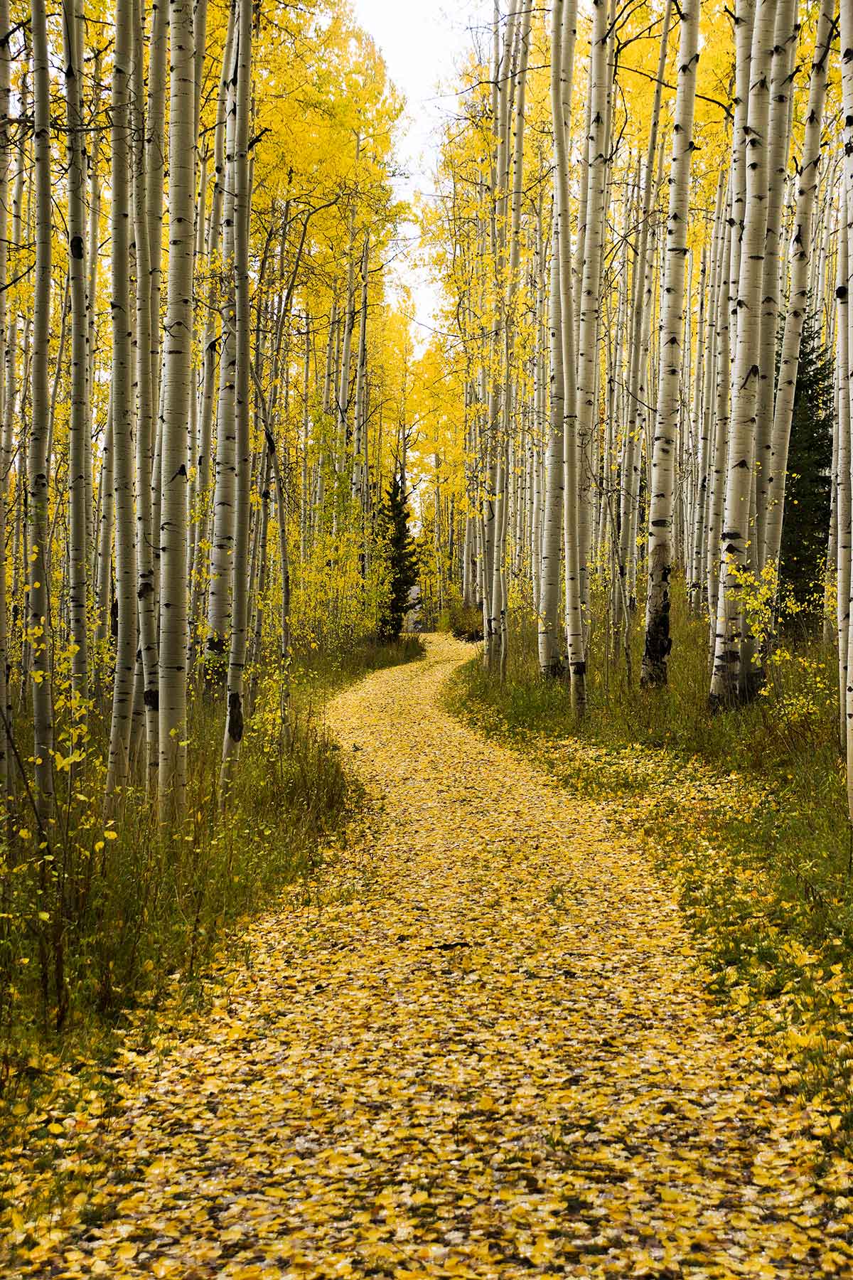 Snowy Mountain Ranch property picture 43 of 91