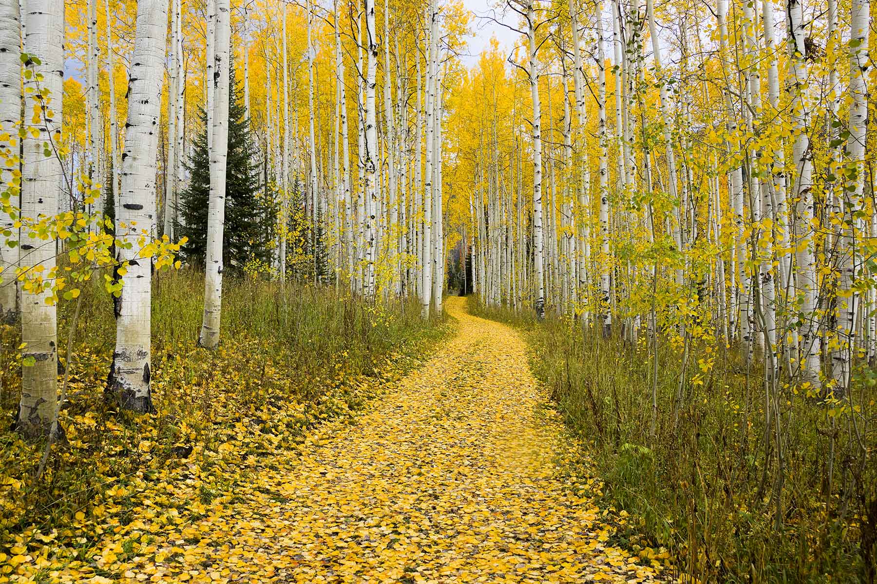 Snowy Mountain Ranch property picture 88 of 91