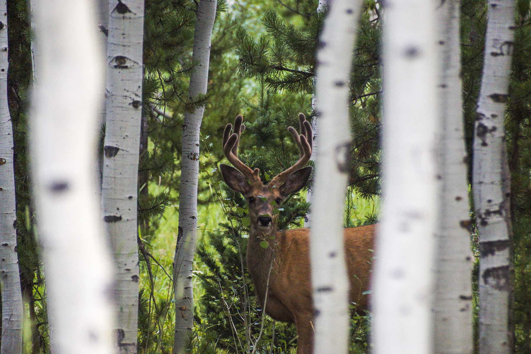 Snowy Mountain Ranch property picture 27 of 91