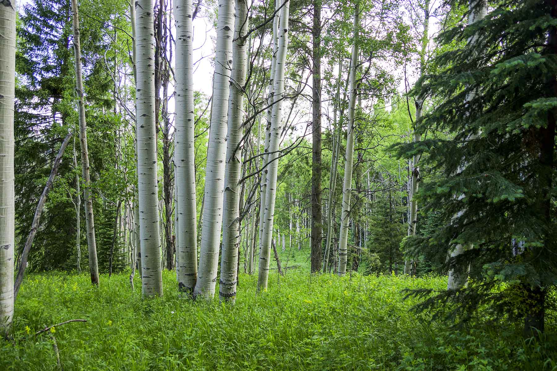 Sand Mountain Retreat property picture 8 of 23