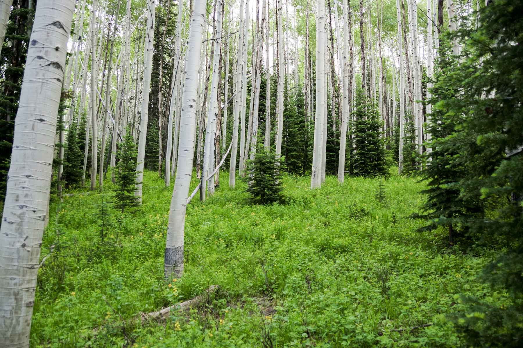 Sand Mountain Retreat property picture 18 of 23