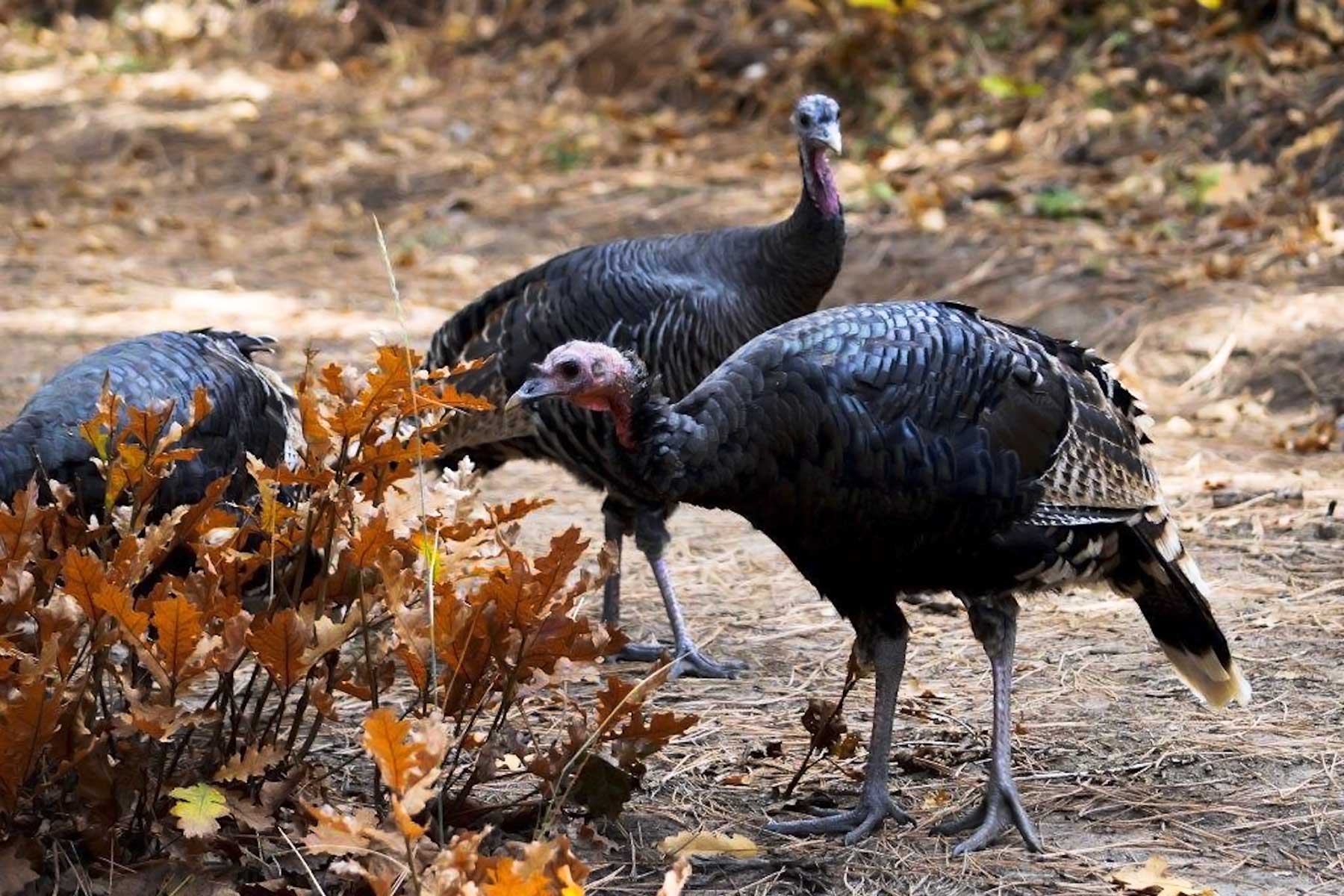 Jackson Creek Ranch property picture 9 of 44