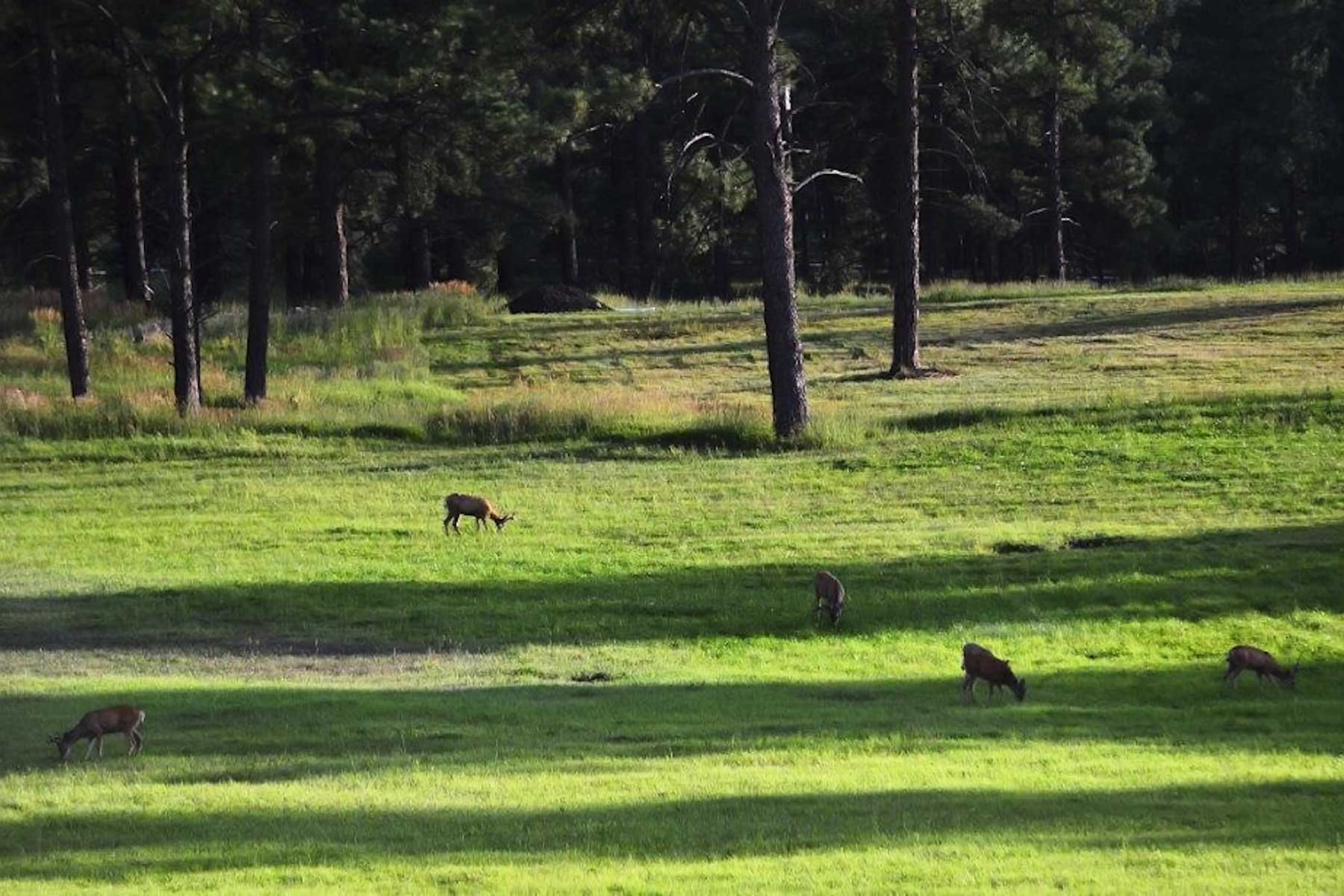 Jackson Creek Ranch property picture 10 of 44