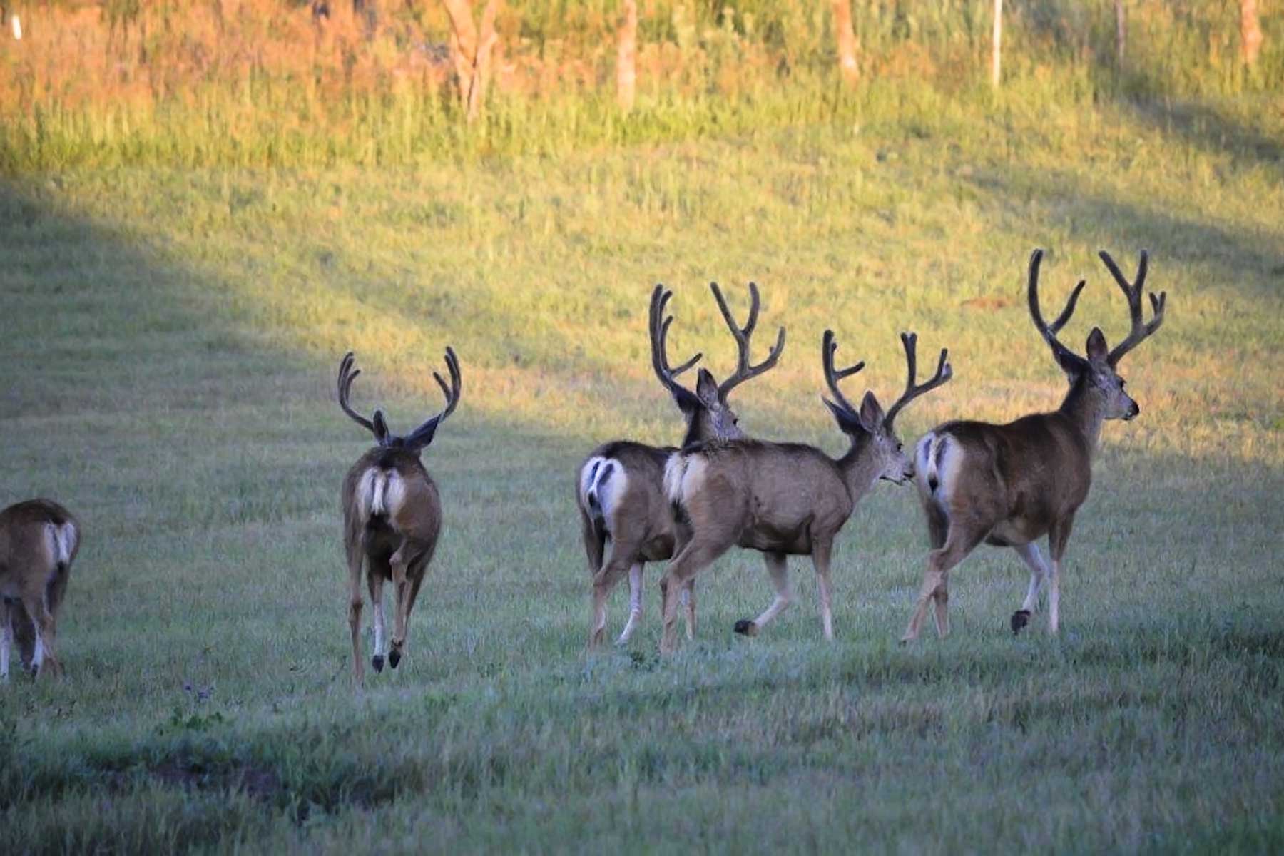 Jackson Creek Ranch property picture 11 of 44