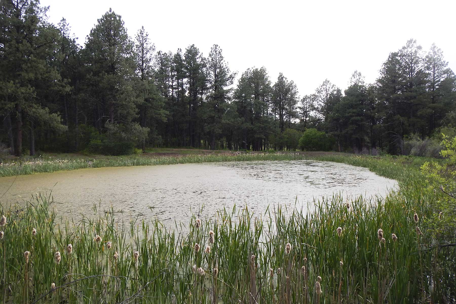 Jackson Creek Ranch property picture 16 of 44