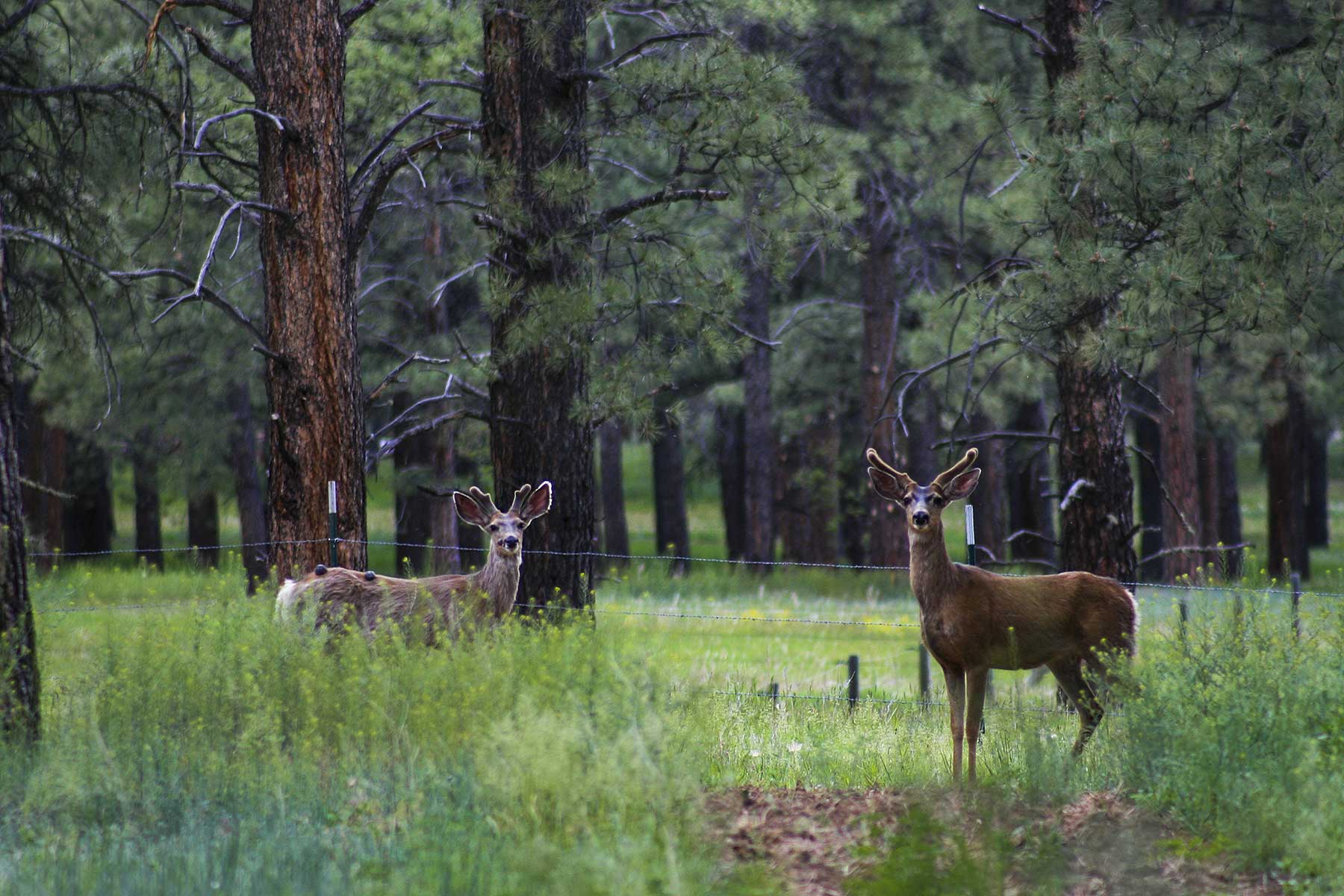 Jackson Creek Ranch property picture 30 of 44