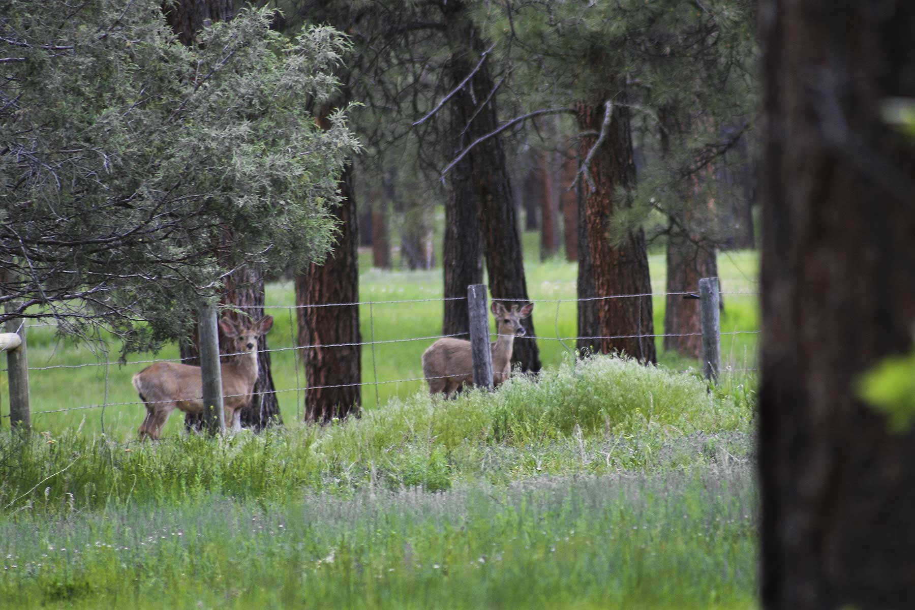 Jackson Creek Ranch property picture 31 of 44