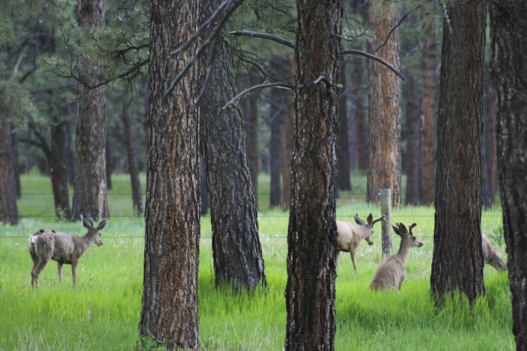 Jackson Creek Ranch property picture 32 of 44