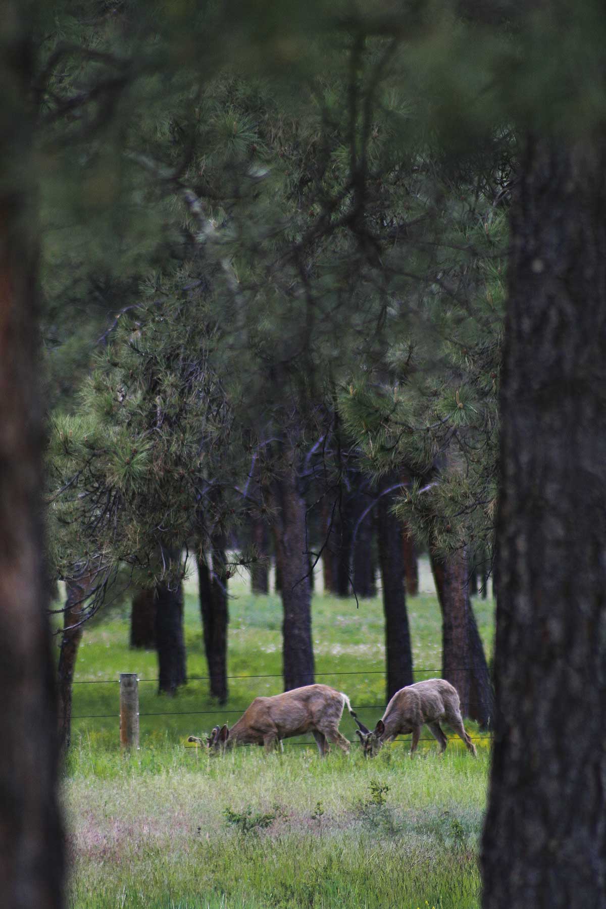 Jackson Creek Ranch property picture 33 of 44
