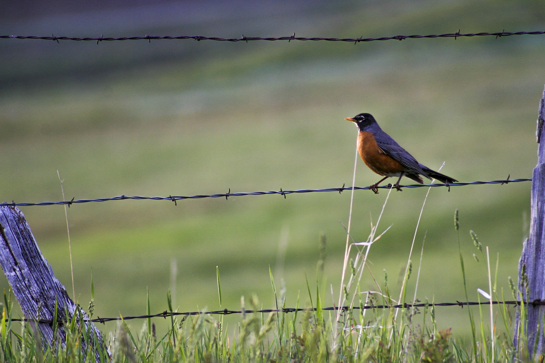 Jackson Creek Ranch property picture 37 of 44