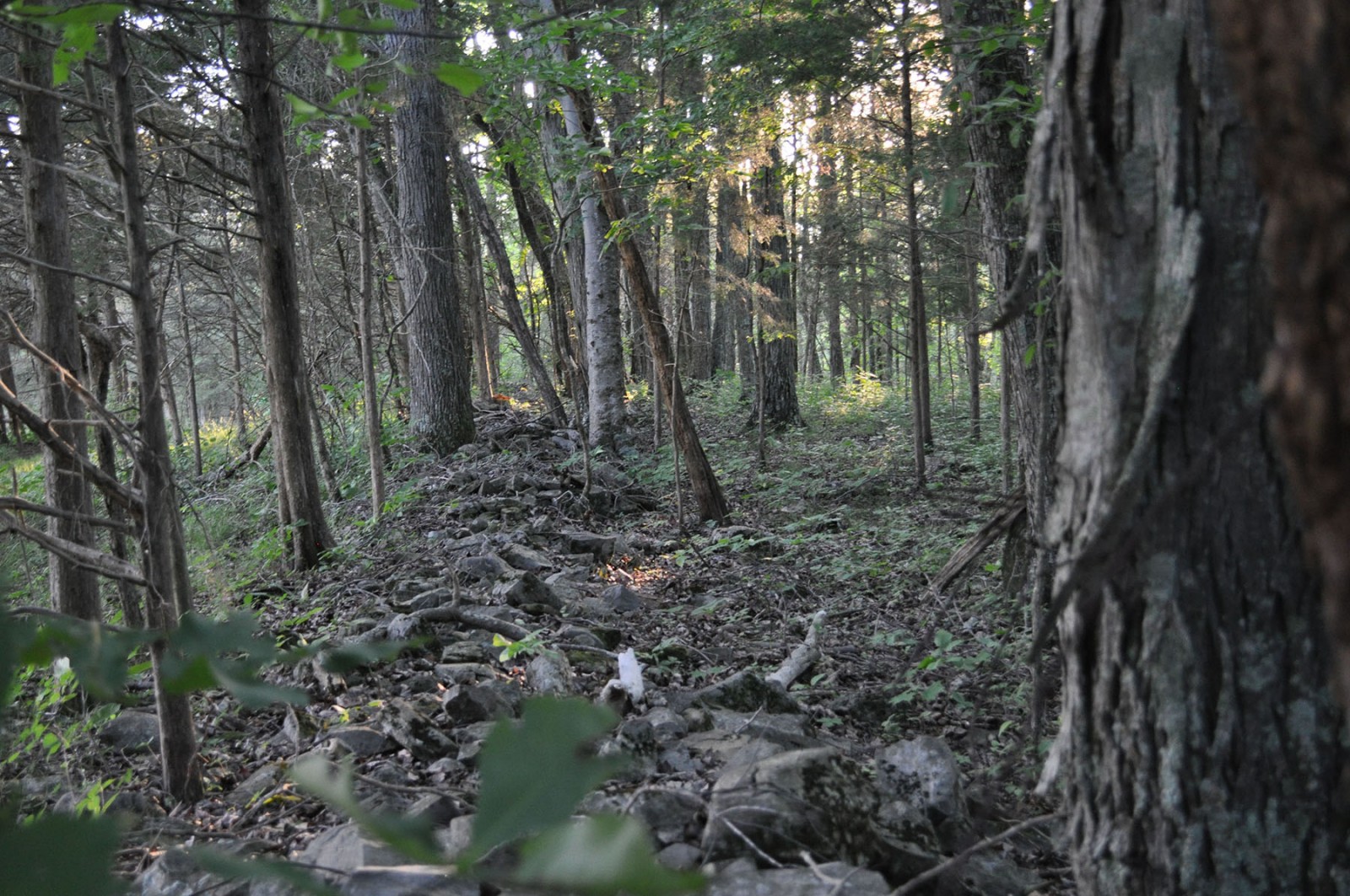 Cedar Springs Farm property picture 13 of 18