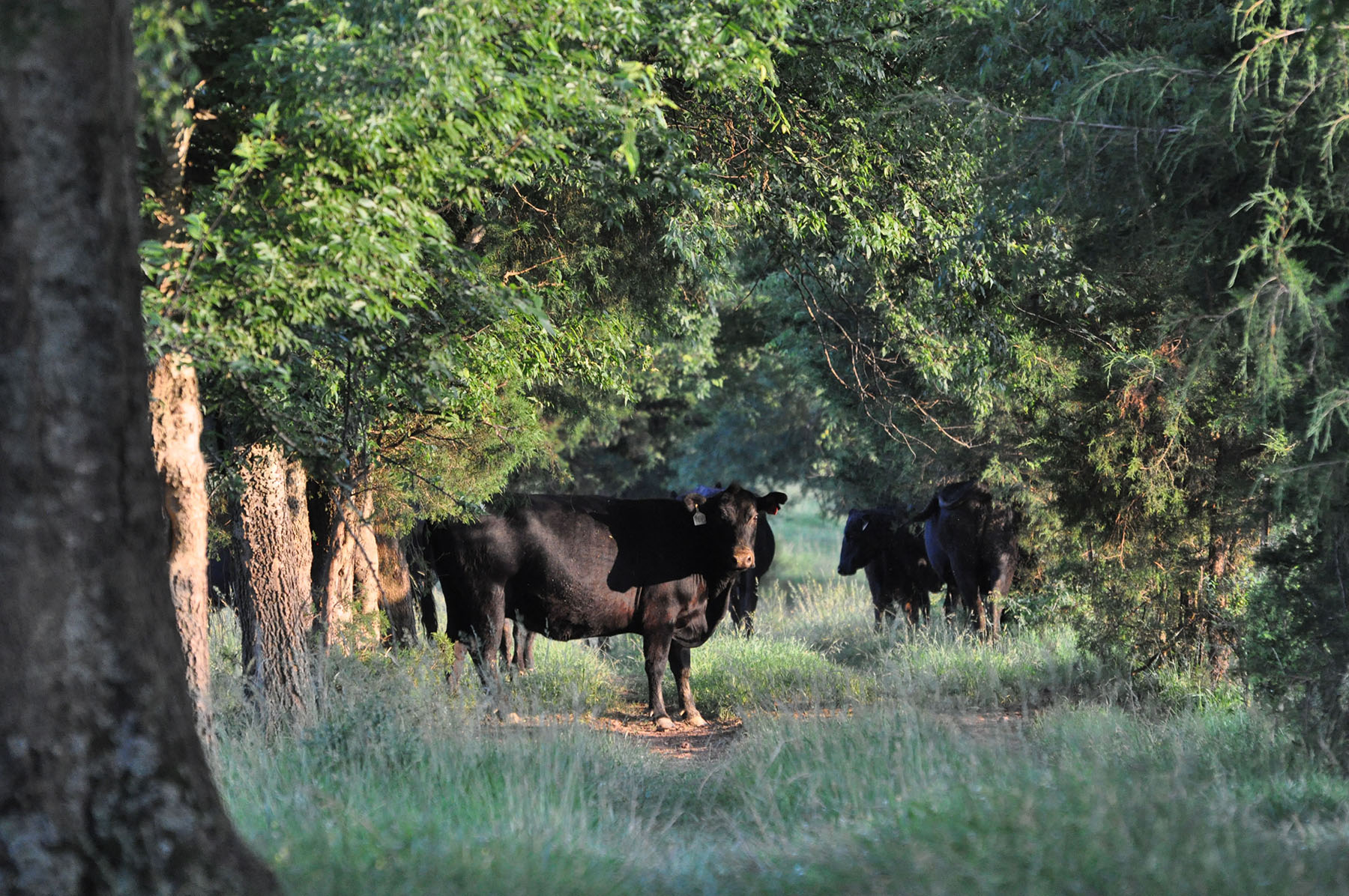 Cedar Springs Farm property picture 8 of 18
