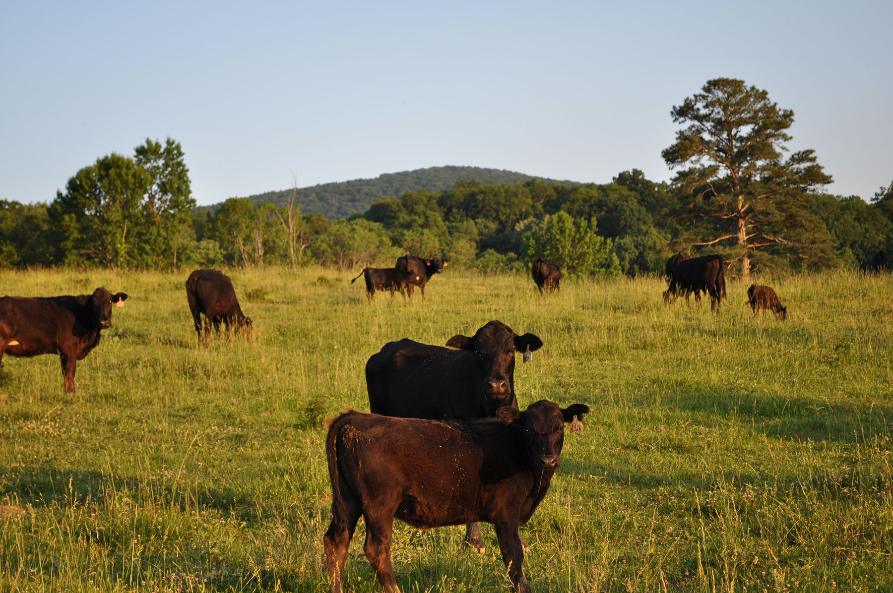 Cedar Springs Farm property picture 11 of 18