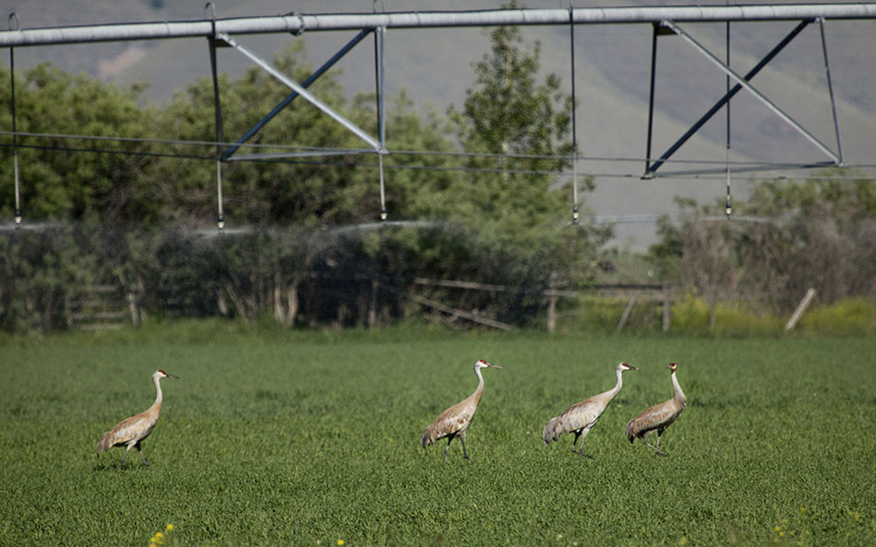 Big Springs Creek Ranch property picture 19 of 19